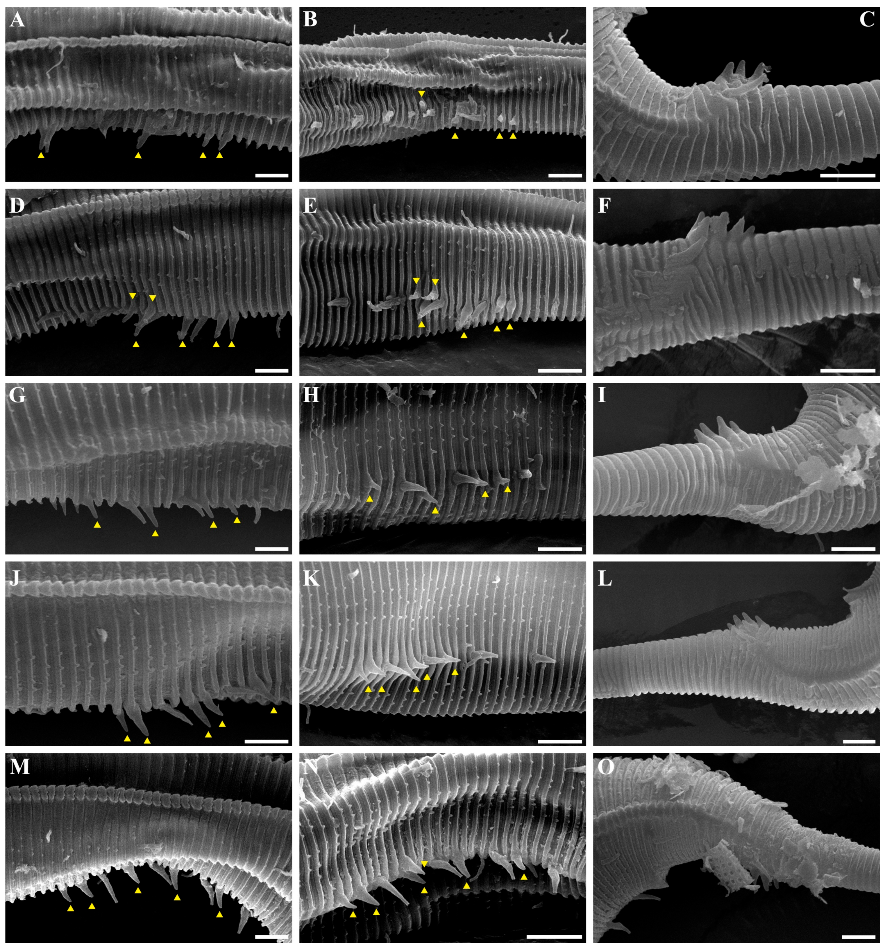 Diversity 18 00003 g014