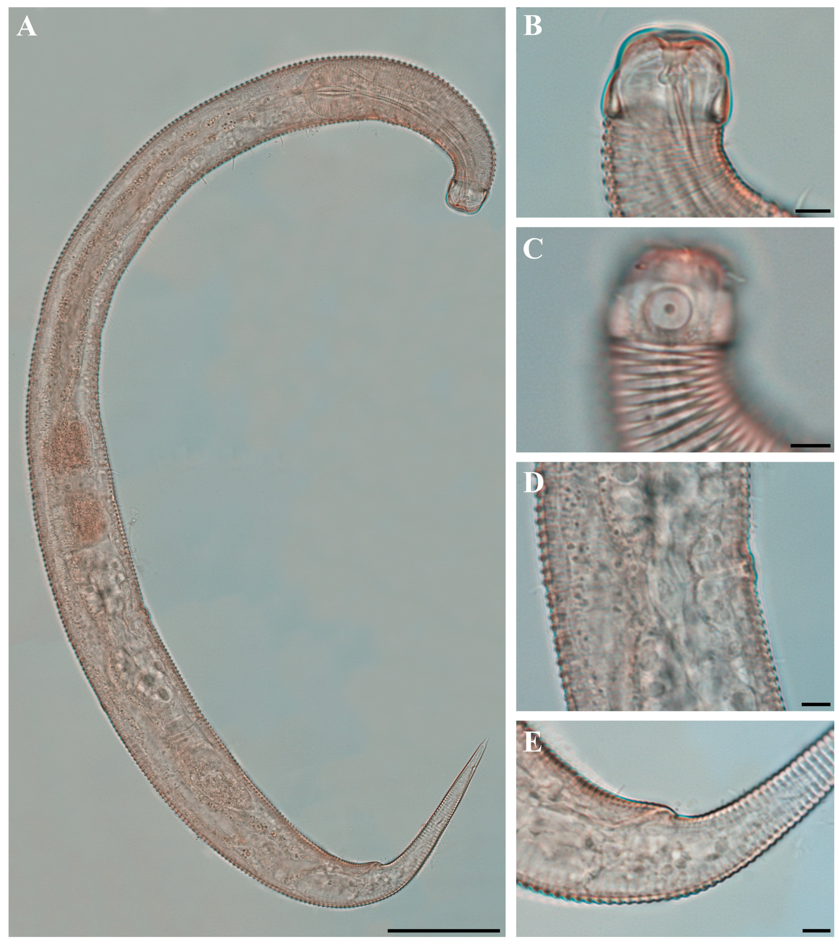 Diversity 18 00003 g016