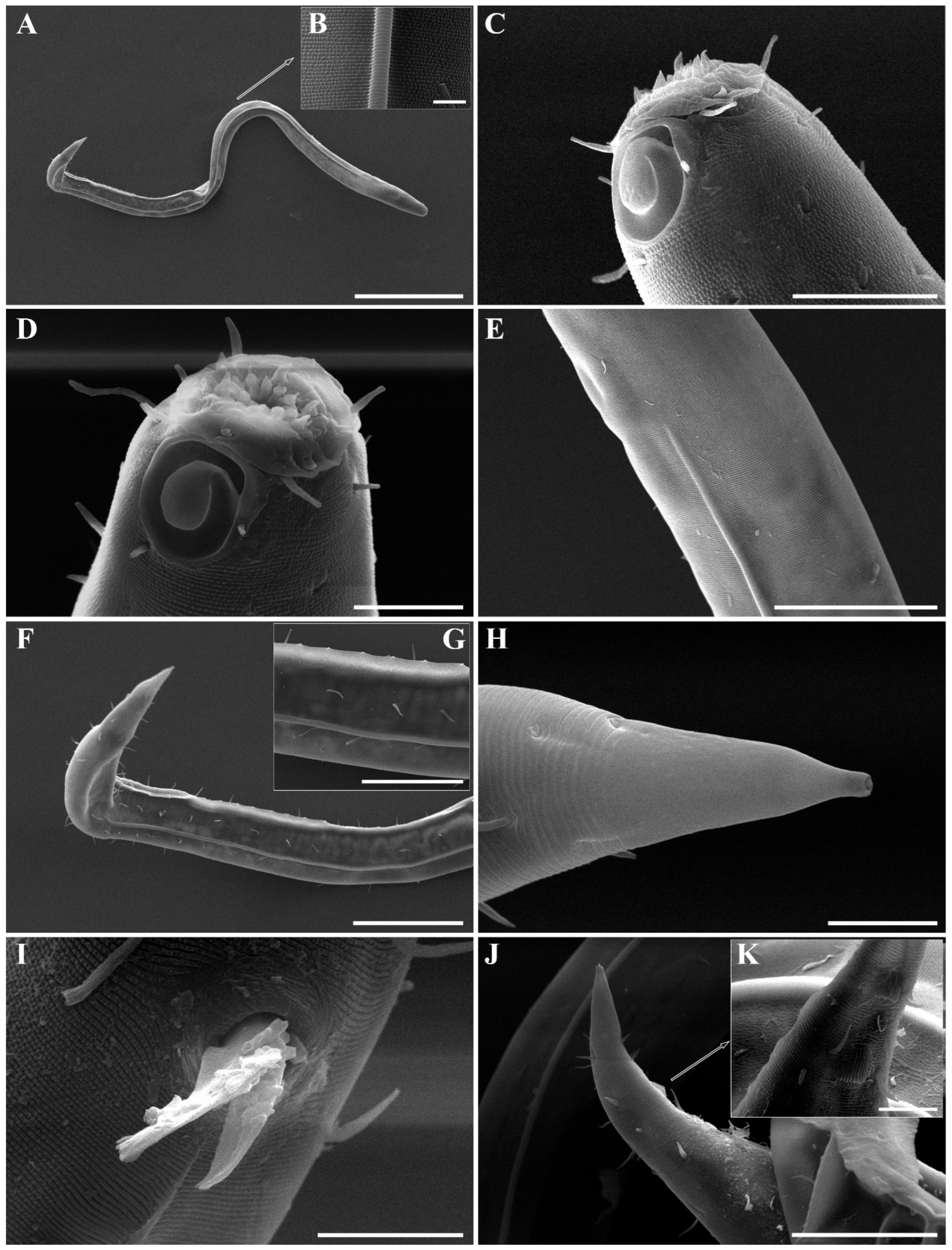 Diversity 18 00003 g020