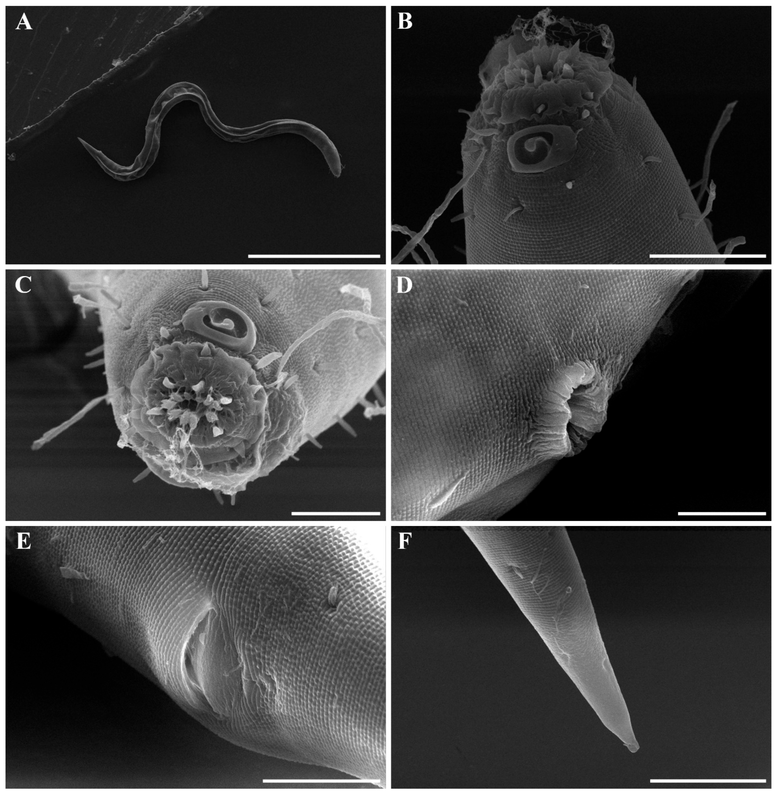 Diversity 18 00003 g021