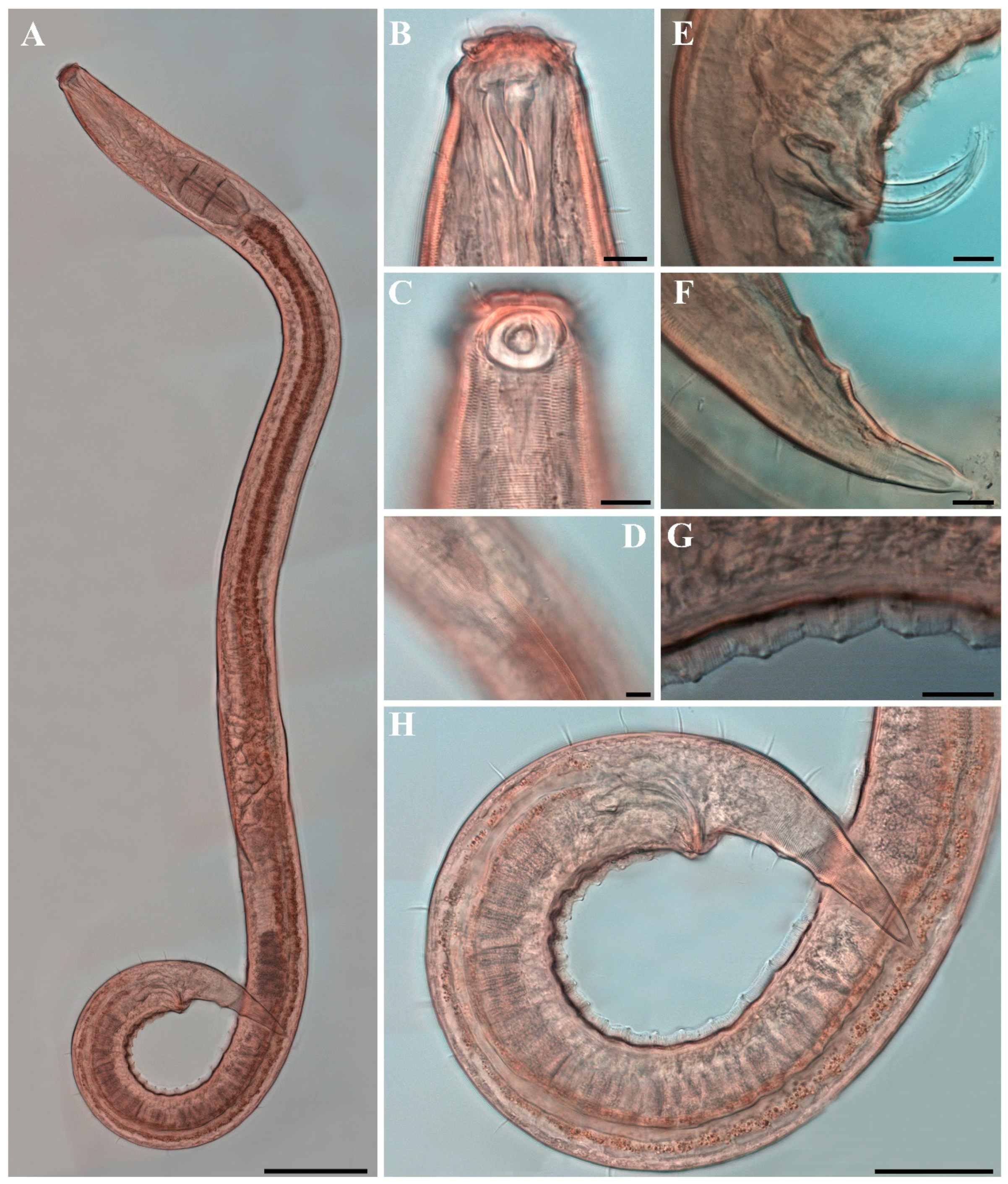 Diversity 18 00003 g022