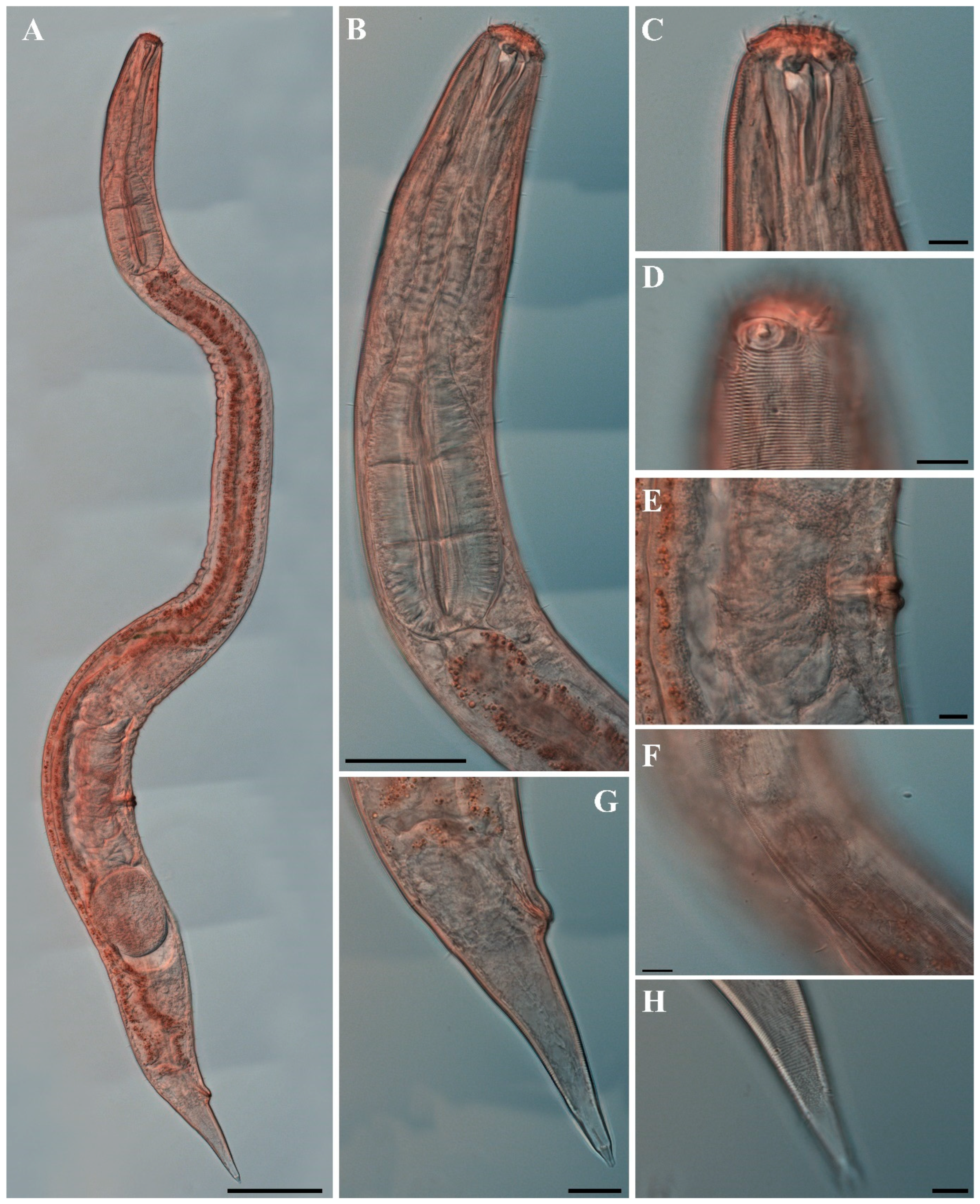 Diversity 18 00003 g023
