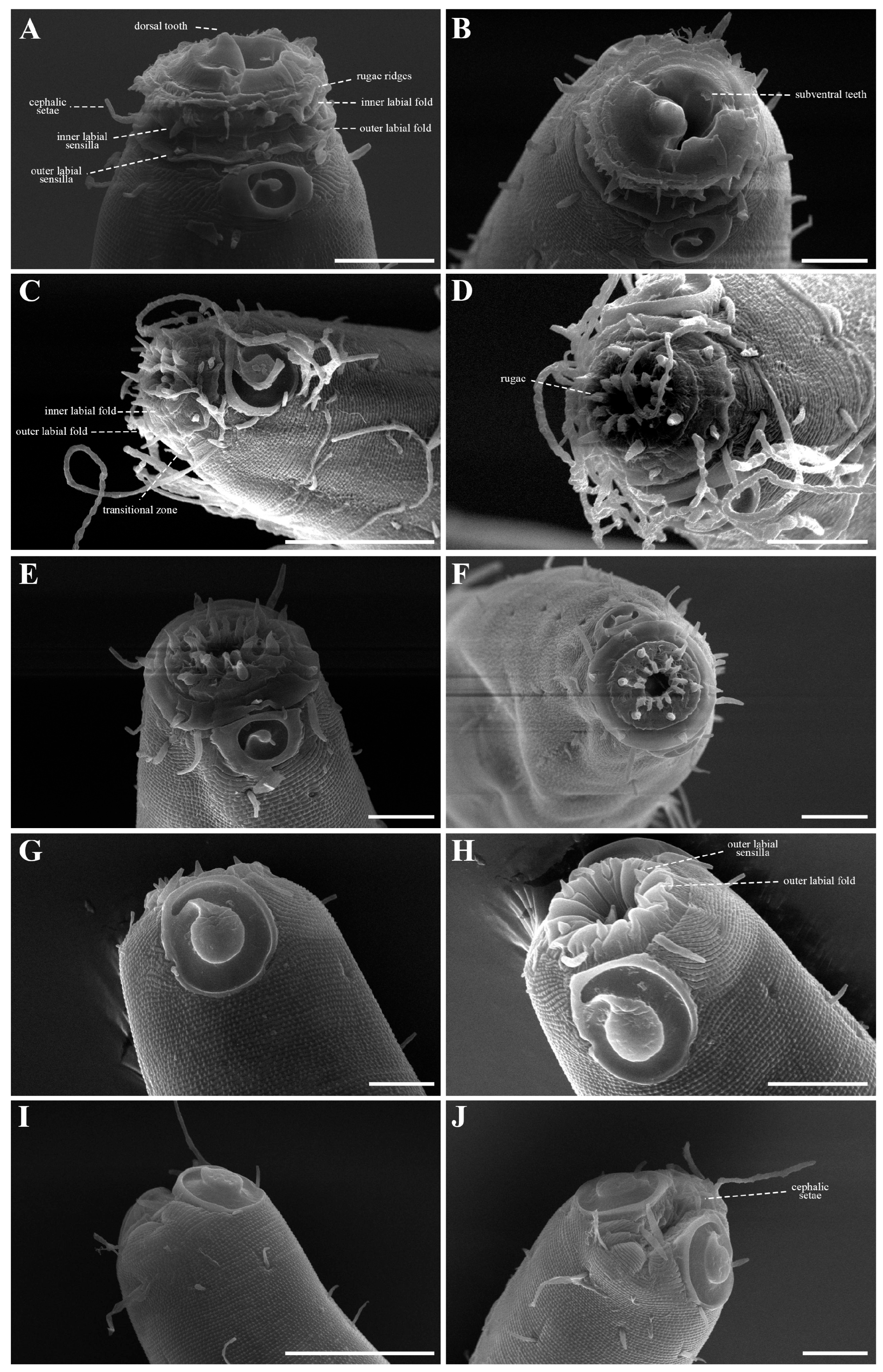 Diversity 18 00003 g024