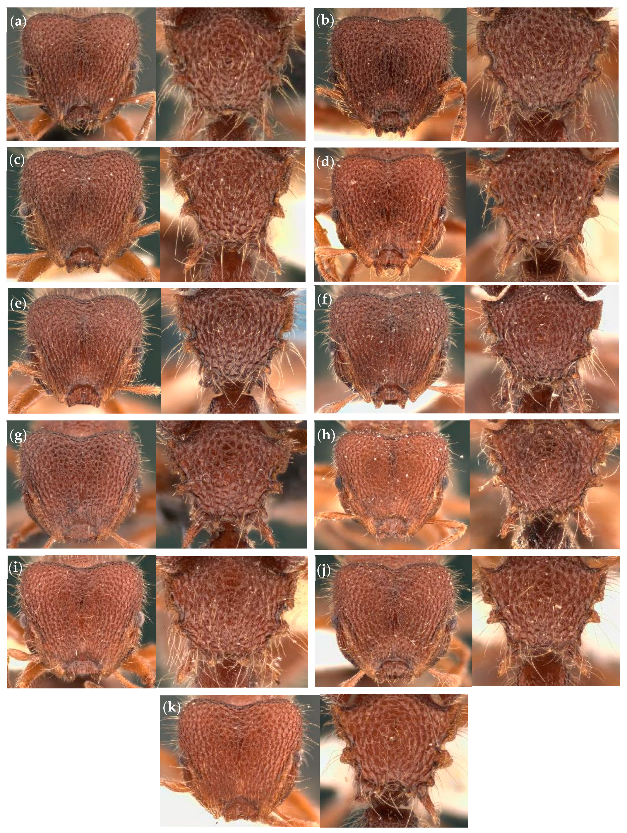 Diversity 18 00005 g004