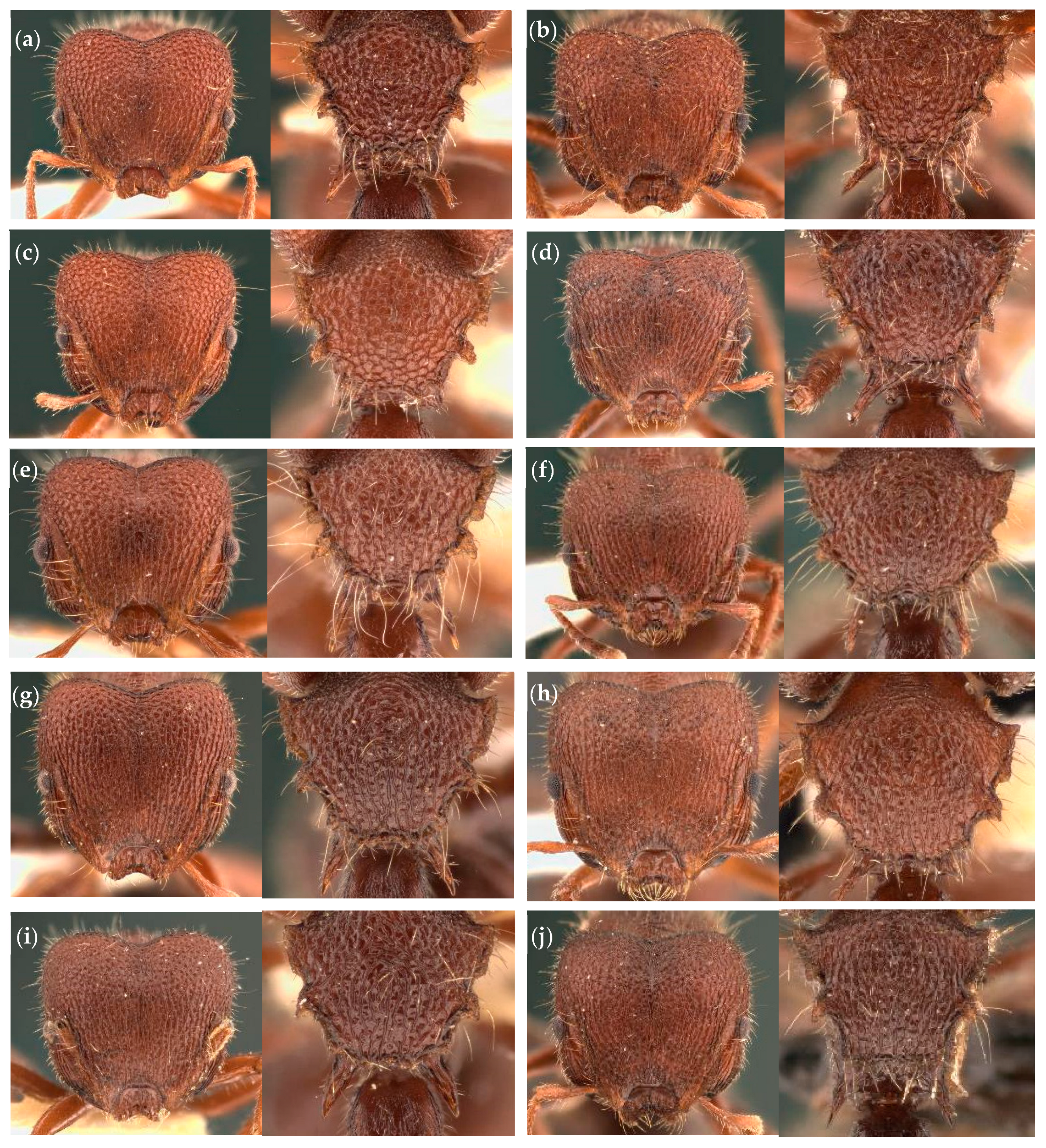 Diversity 18 00005 g006