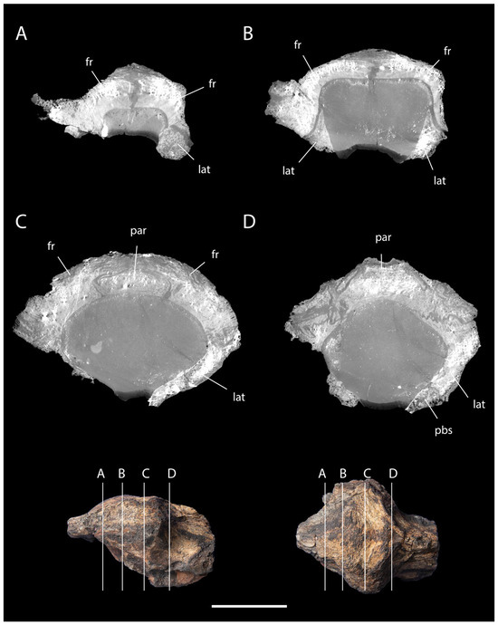 Diversity 18 00038 g006