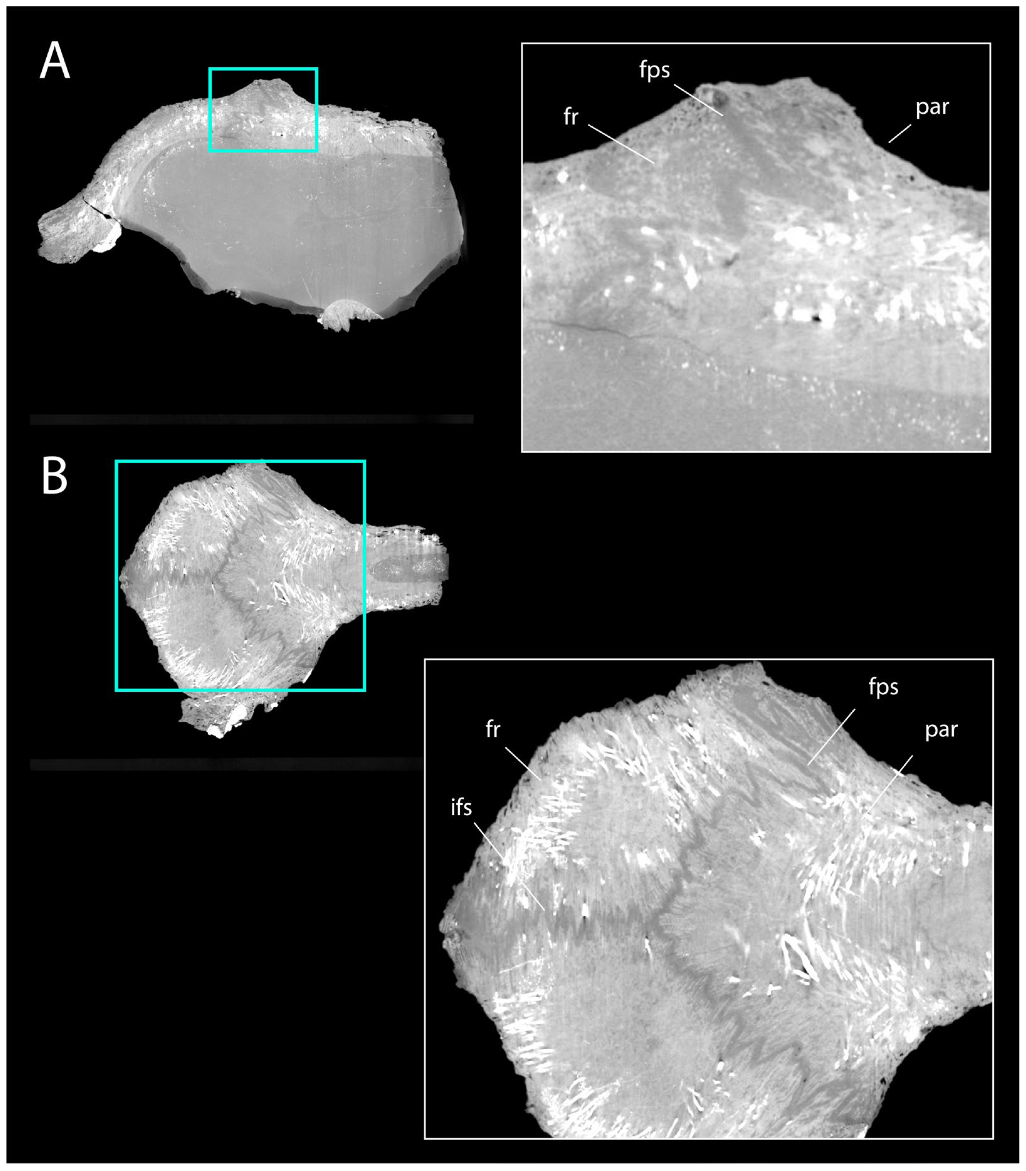 Diversity 18 00038 g007