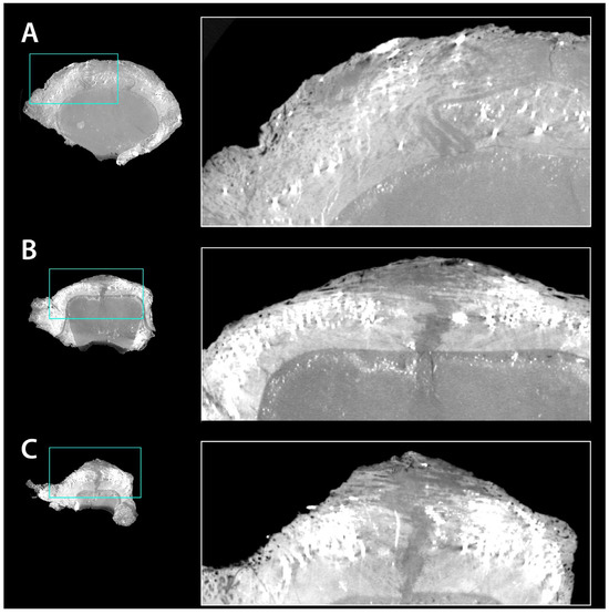 Diversity 18 00038 g008