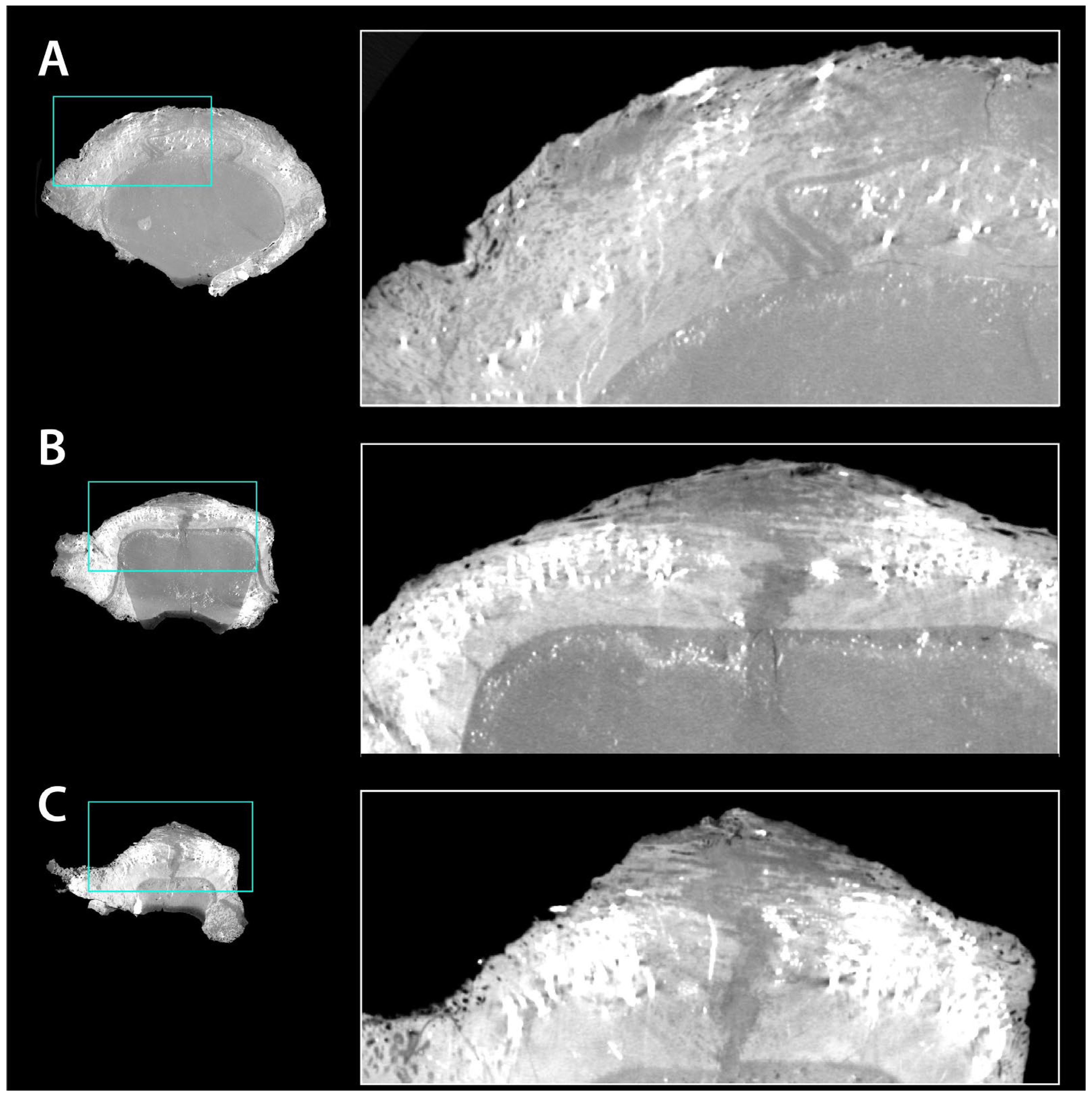 Diversity 18 00038 g008