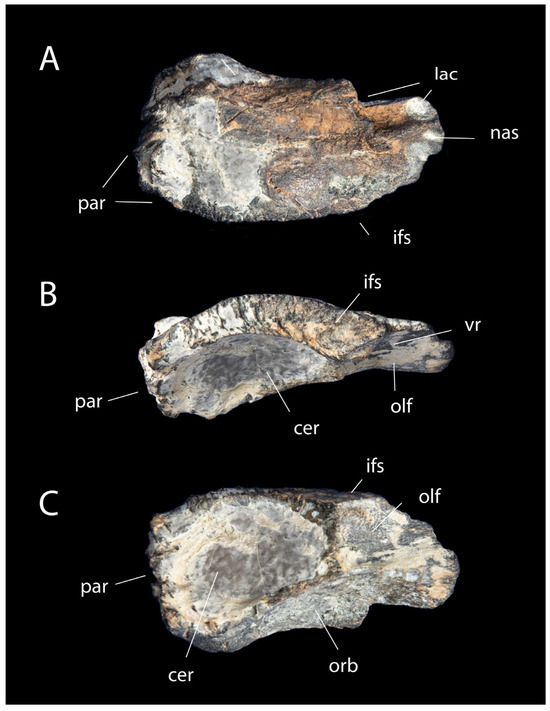Diversity 18 00038 g009