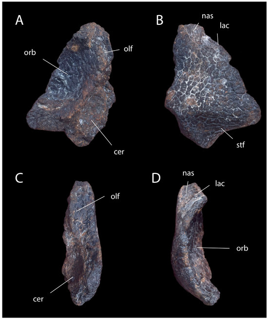 Diversity 18 00038 g010