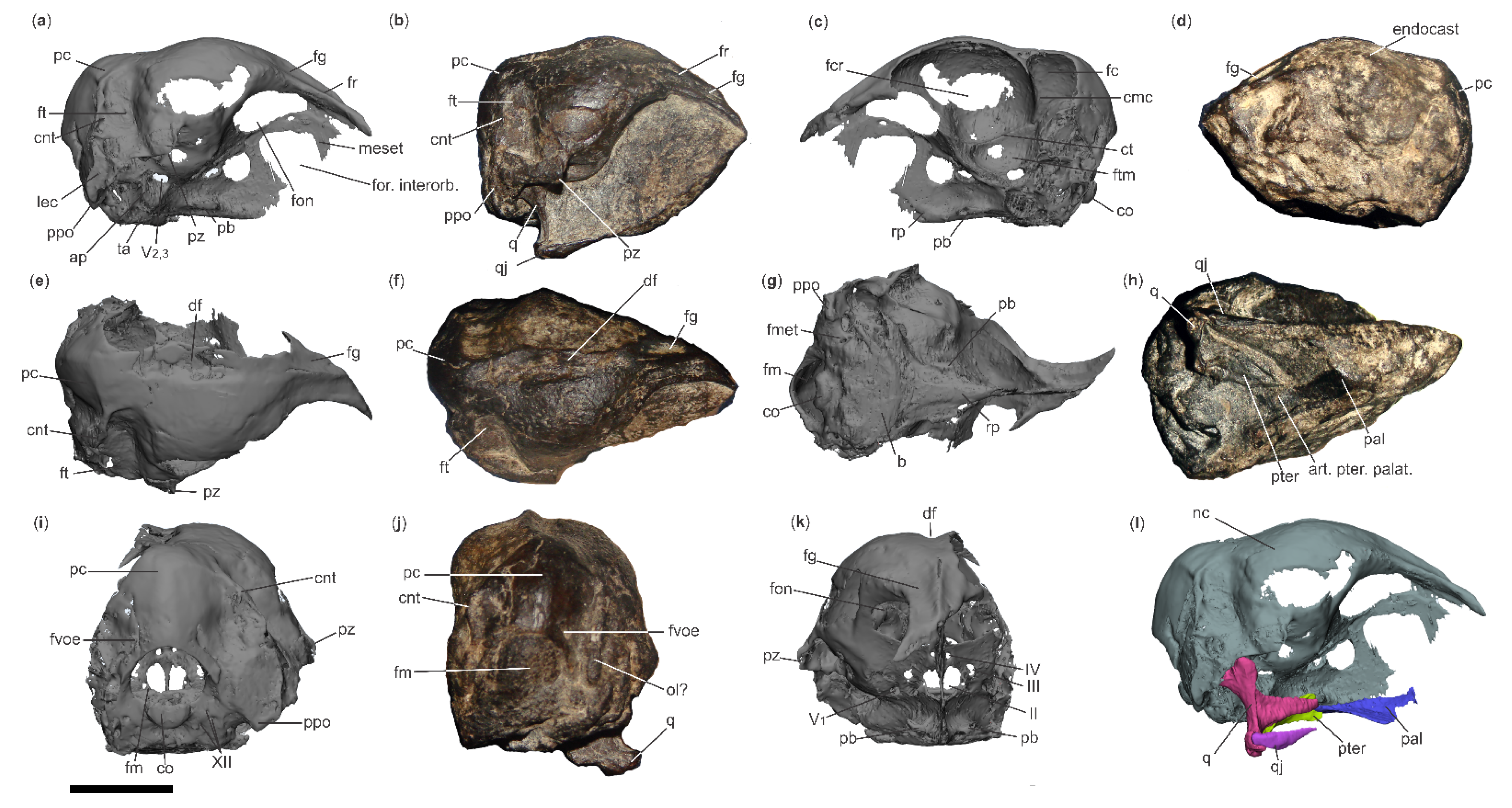 Diversity 18 00082 g002