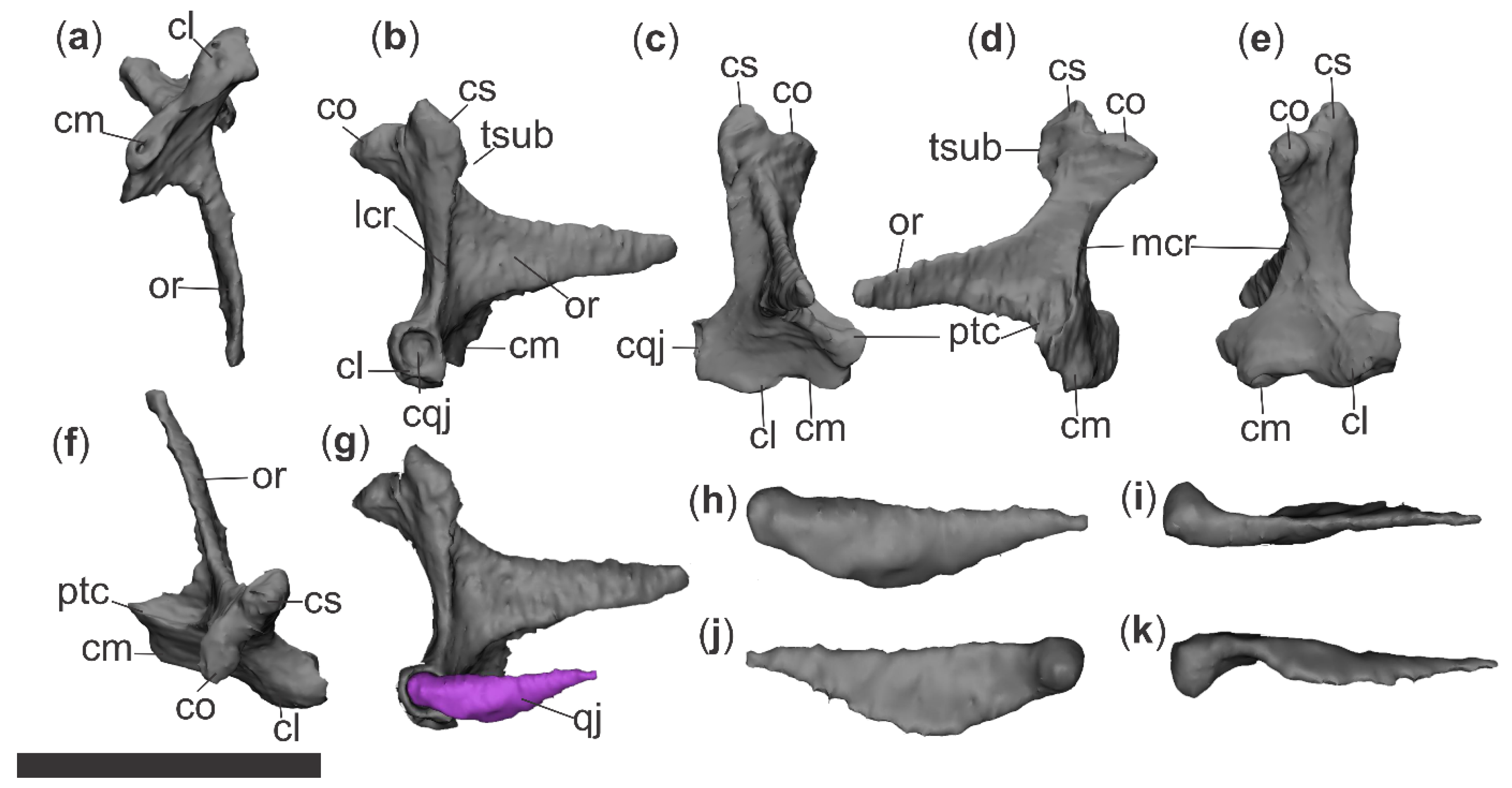 Diversity 18 00082 g004