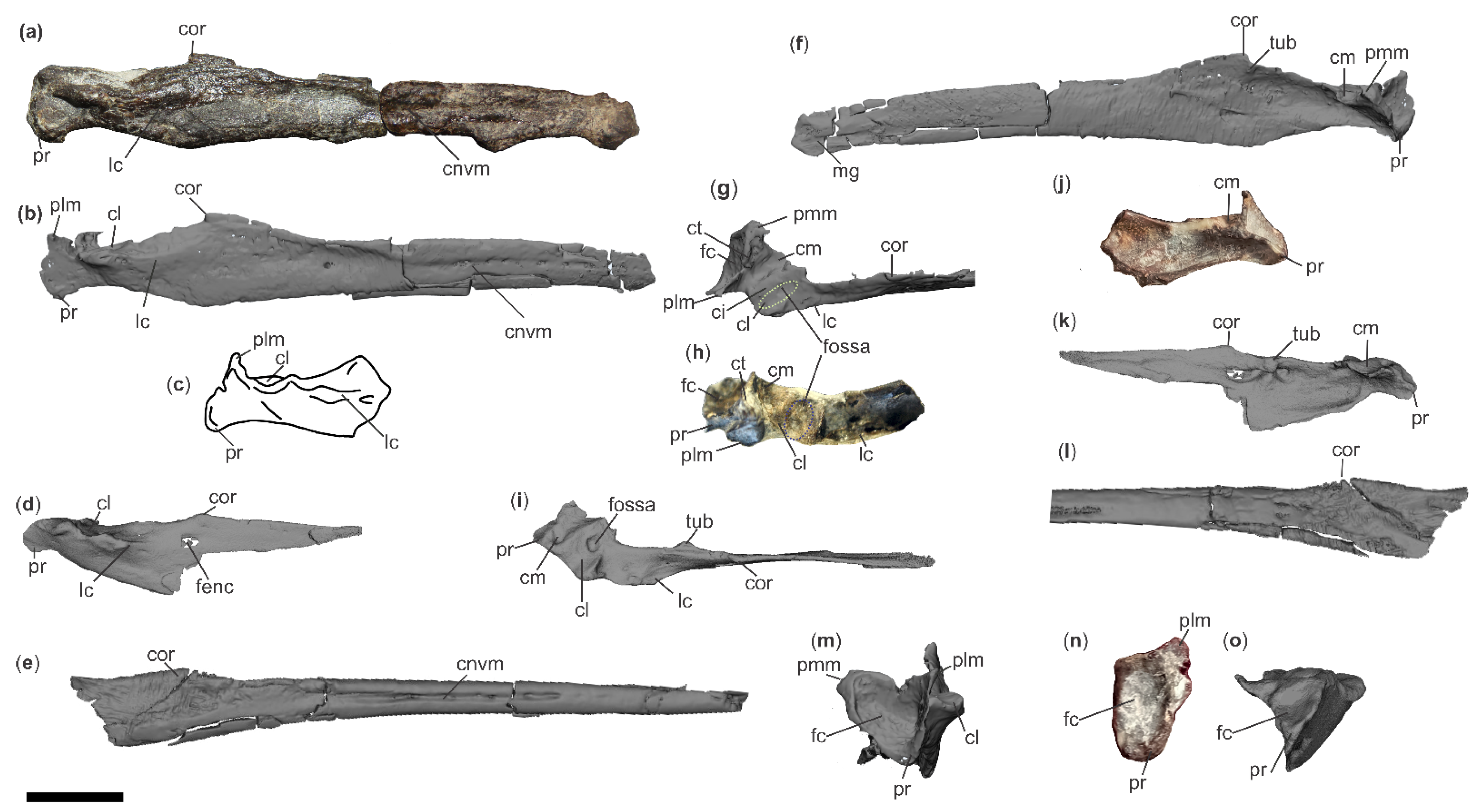 Diversity 18 00082 g007