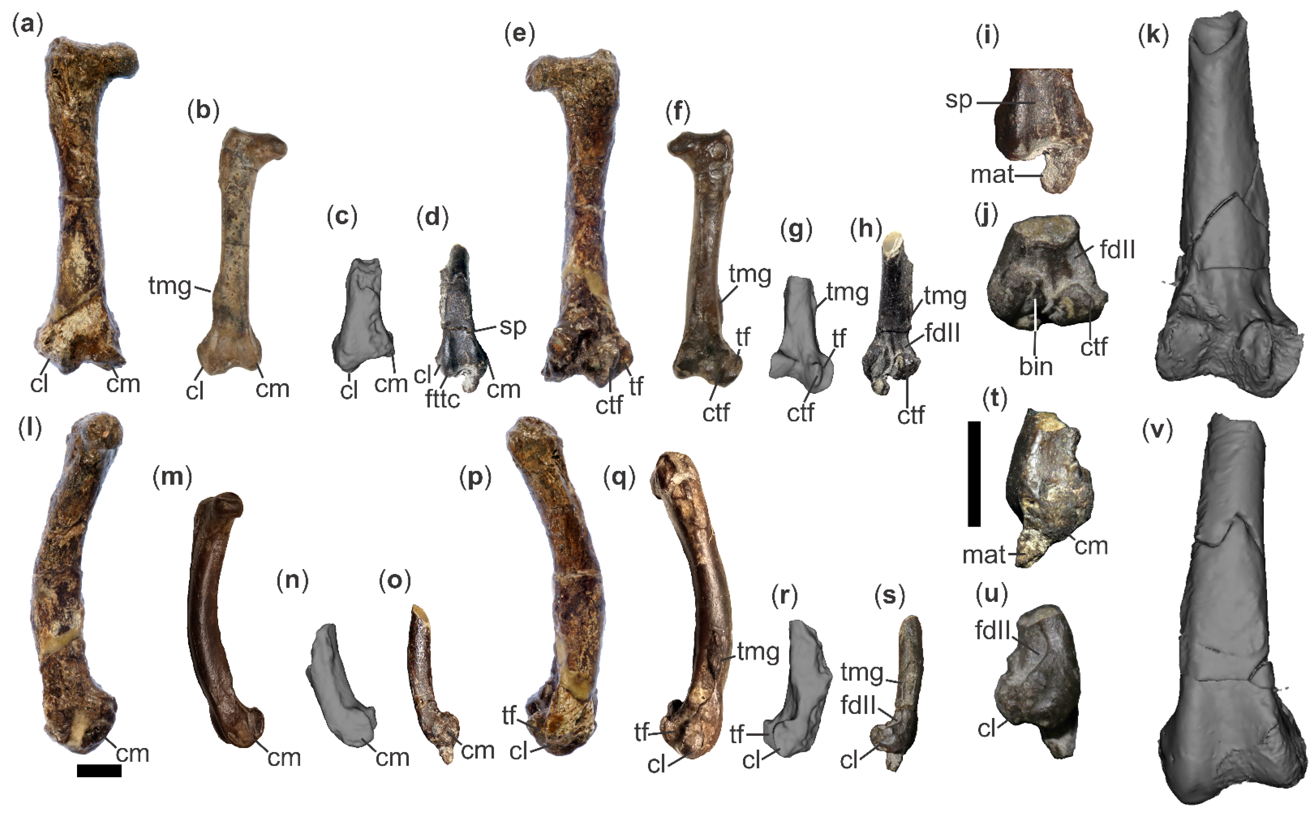 Diversity 18 00082 g010