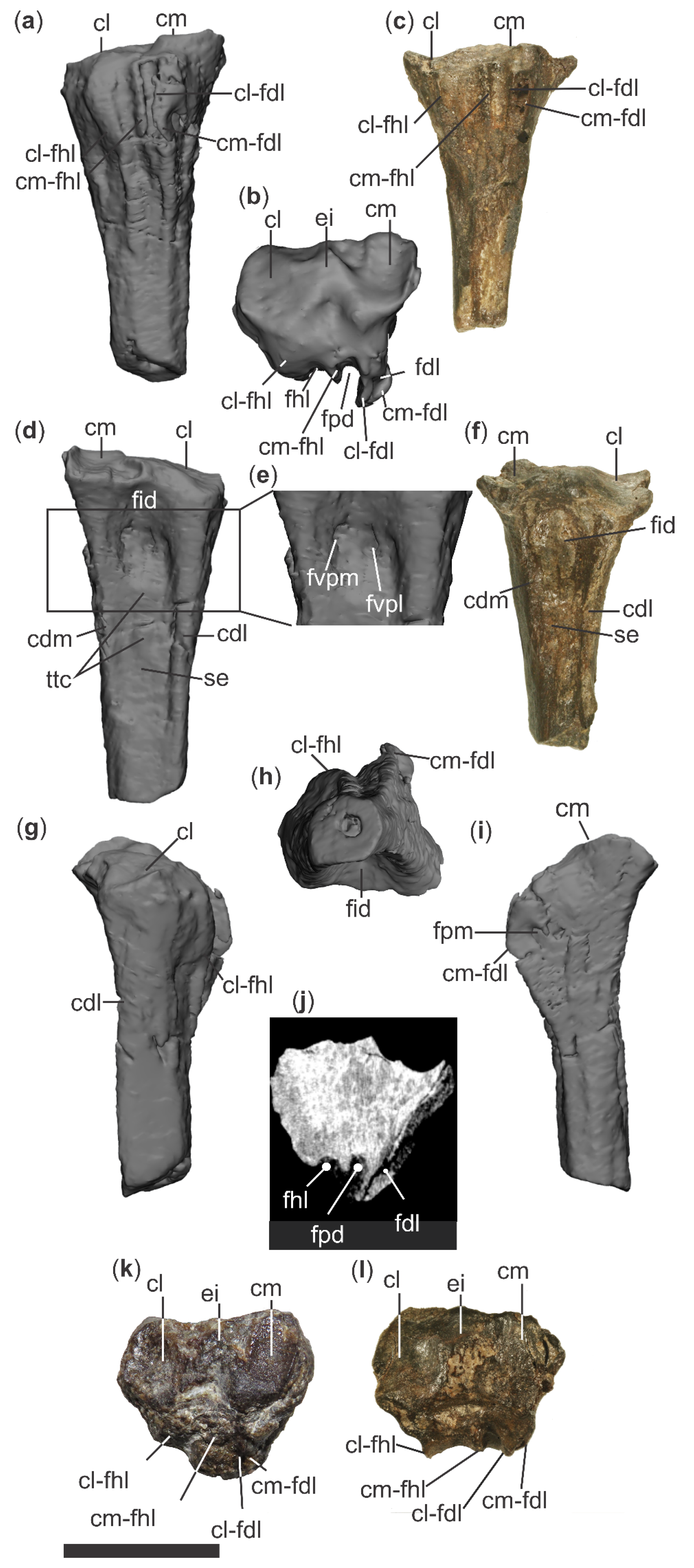 Diversity 18 00082 g011