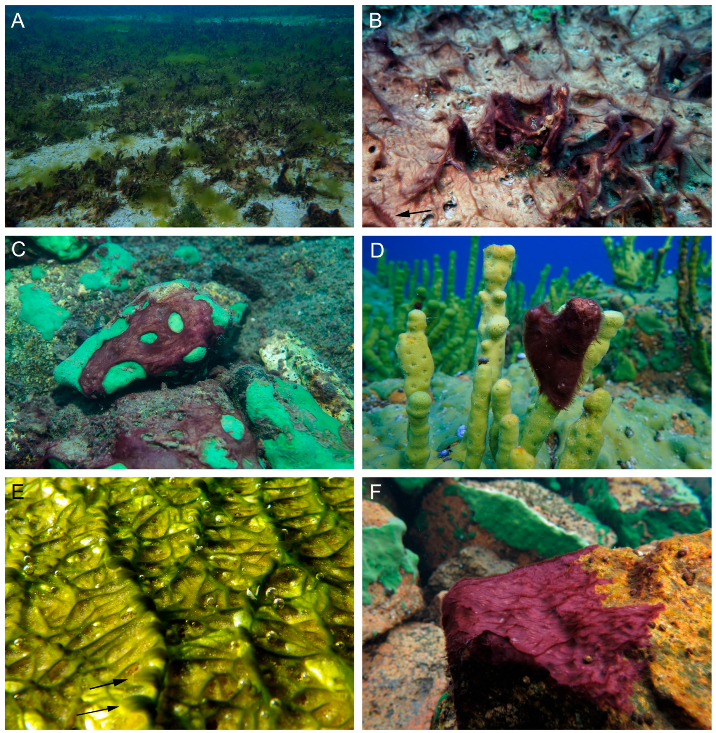 Diversity 18 00084 g001 Diversity 18 00084 g001