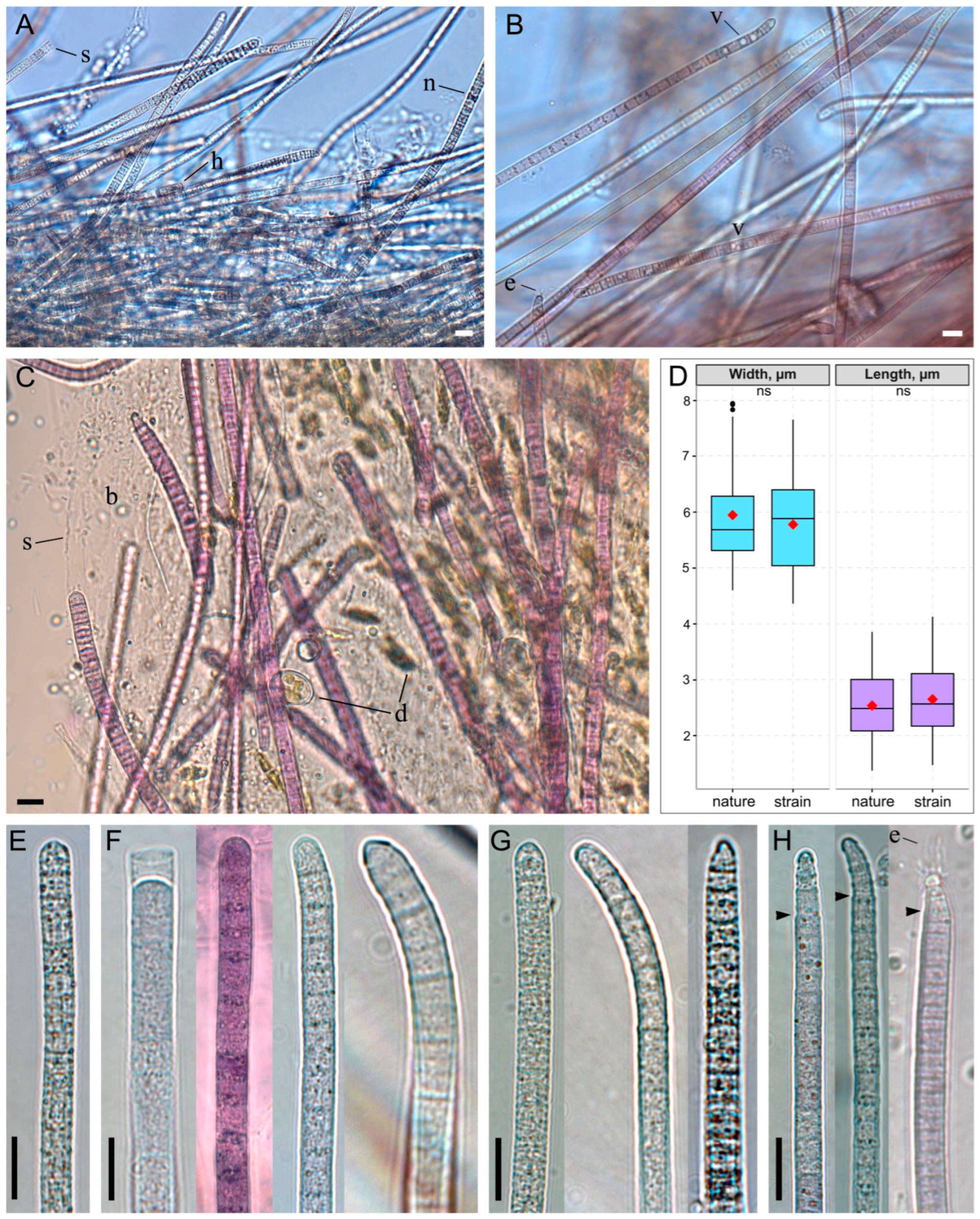 Diversity 18 00084 g002 Diversity 18 00084 g002