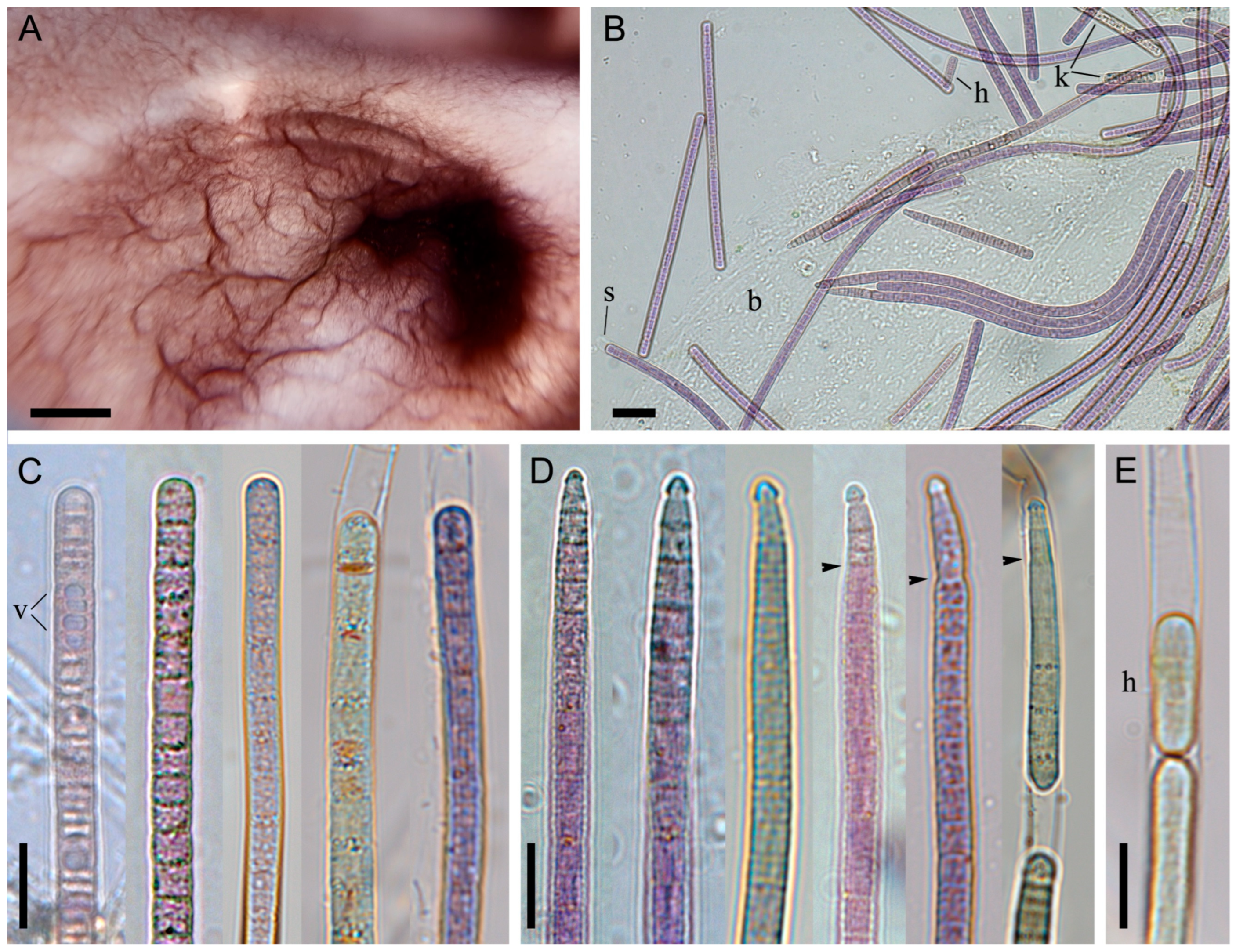 Diversity 18 00084 g003 Diversity 18 00084 g003