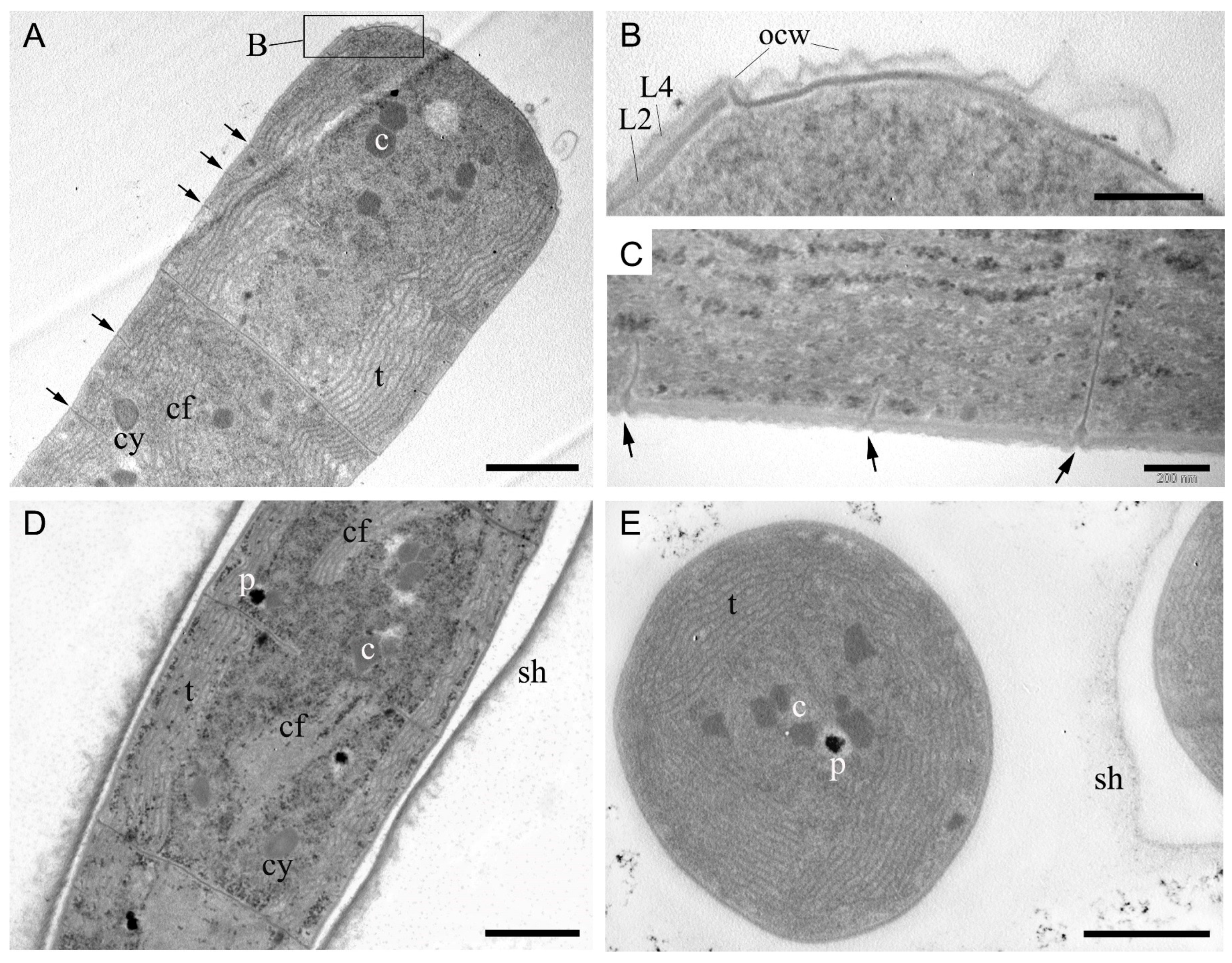Diversity 18 00084 g004 Diversity 18 00084 g004