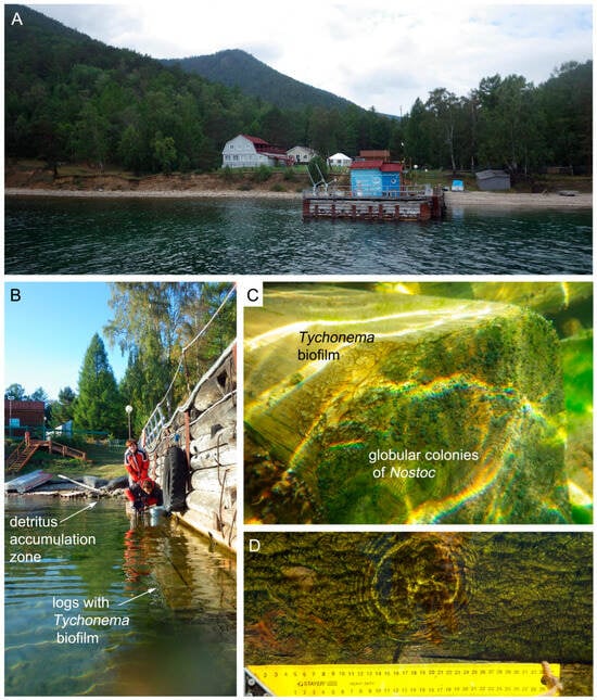 Diversity 18 00084 g0a1