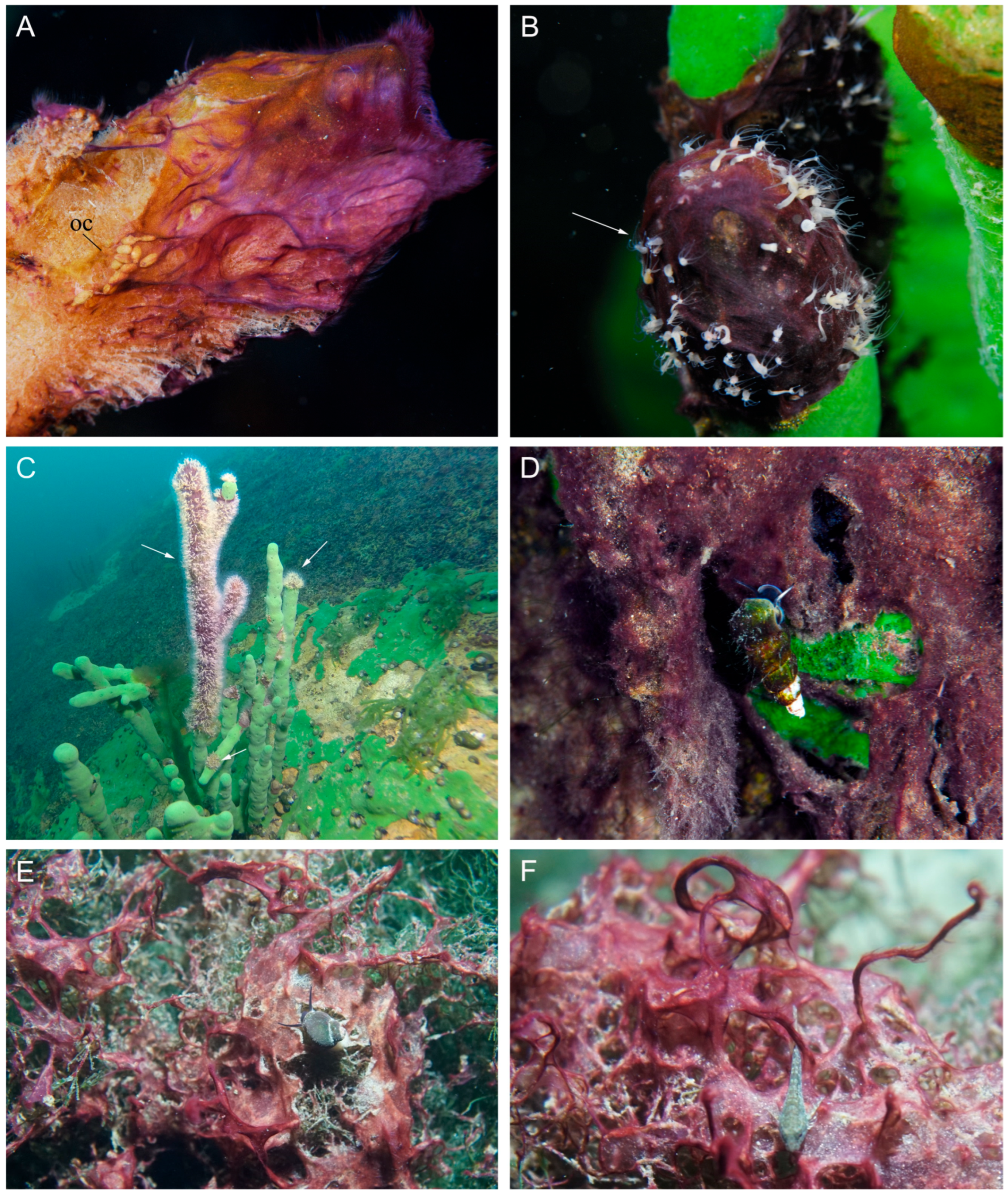 Diversity 18 00084 g0a2 Diversity 18 00084 g0a2