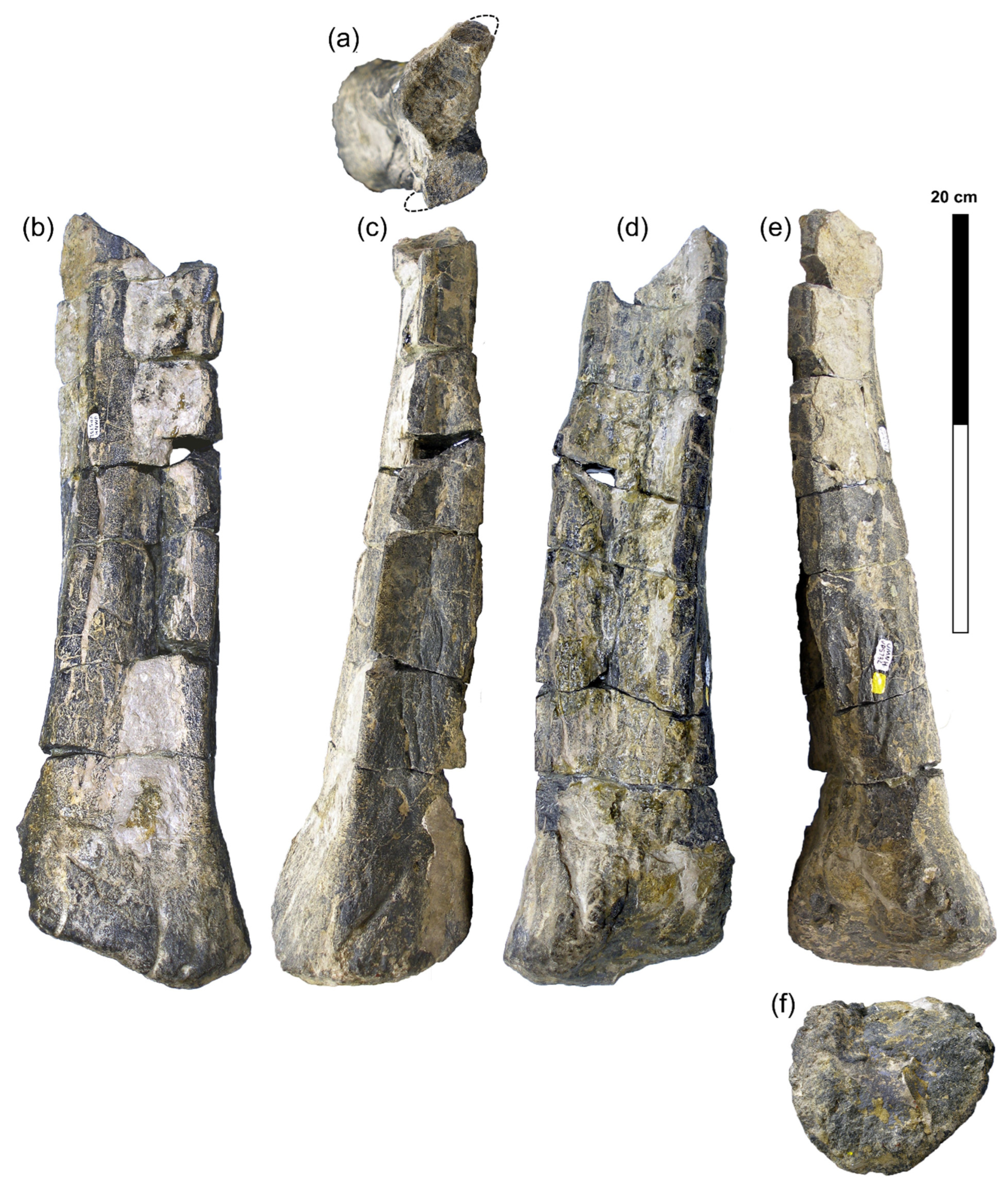 Diversity 18 00143 g004