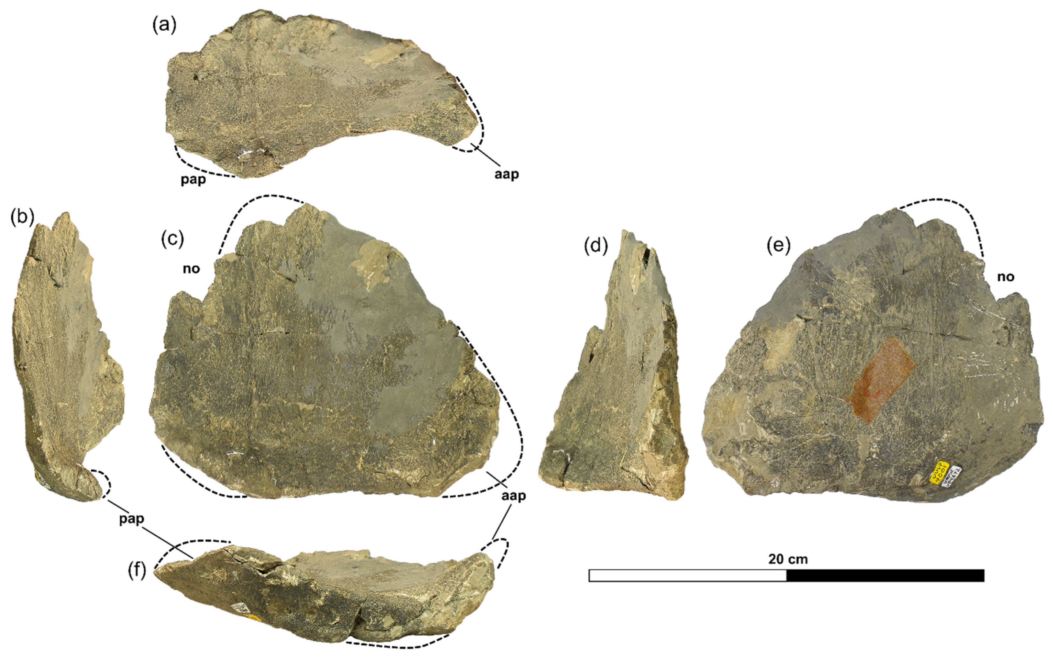 Diversity 18 00143 g006