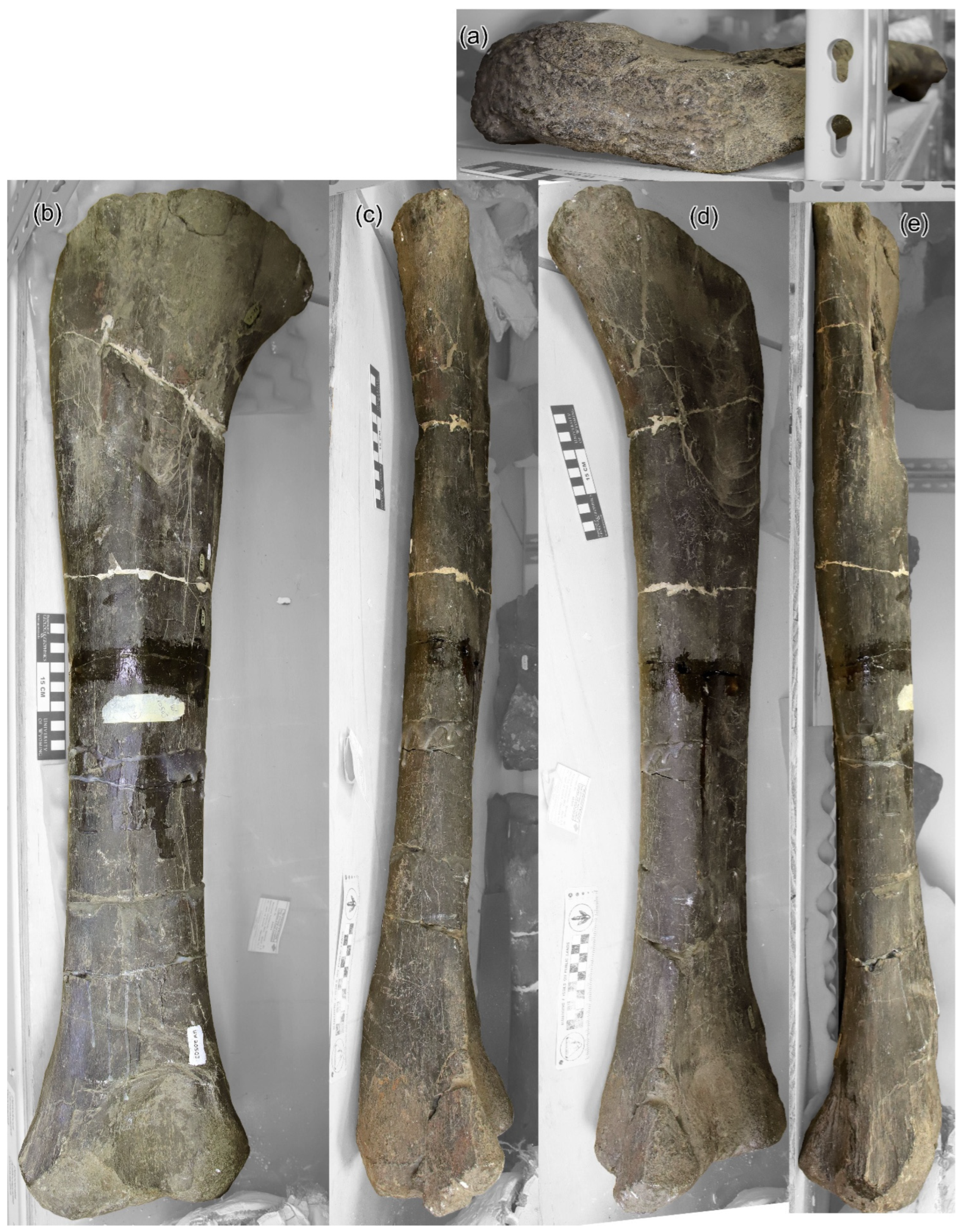 Diversity 18 00143 g007