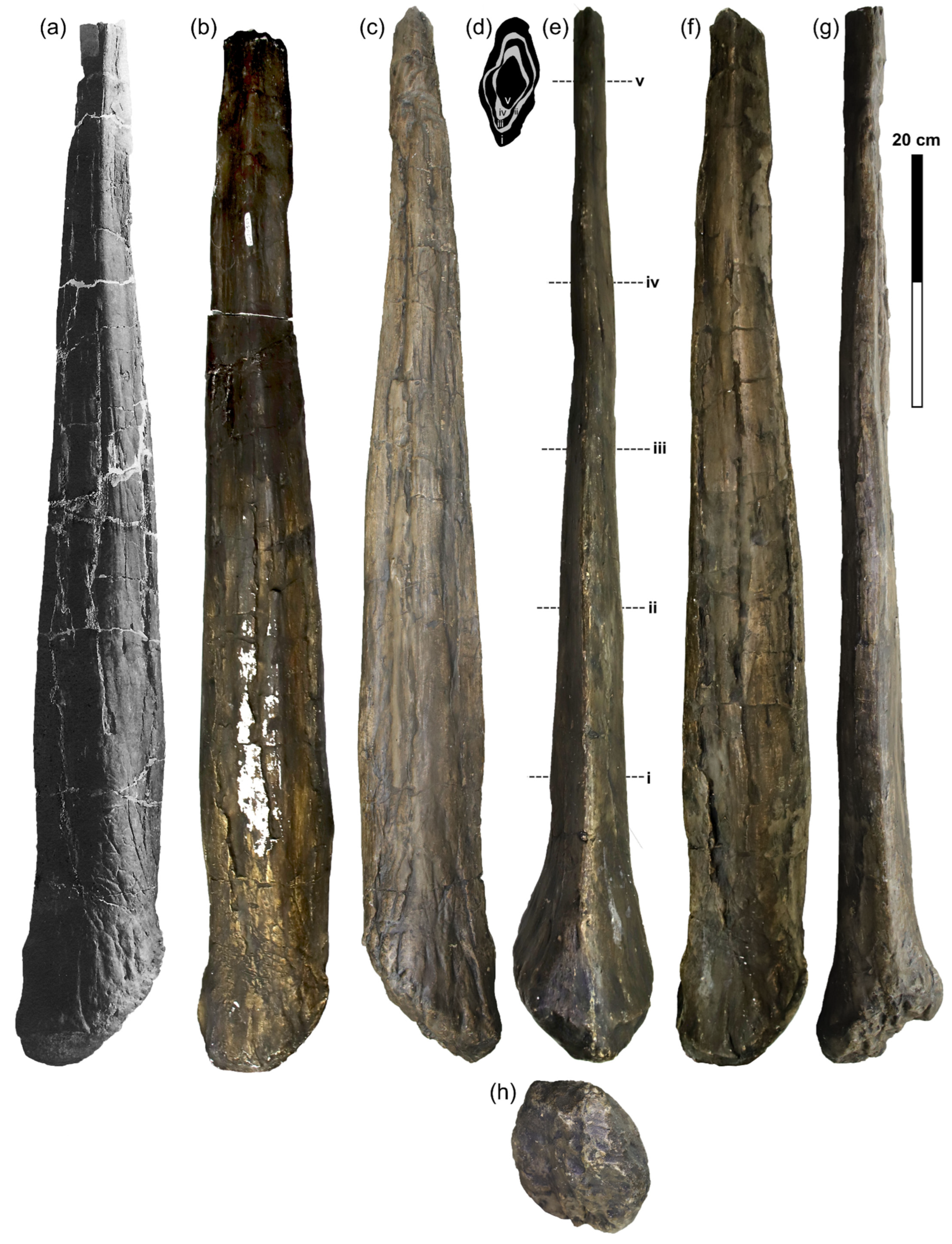 Diversity 18 00143 g008