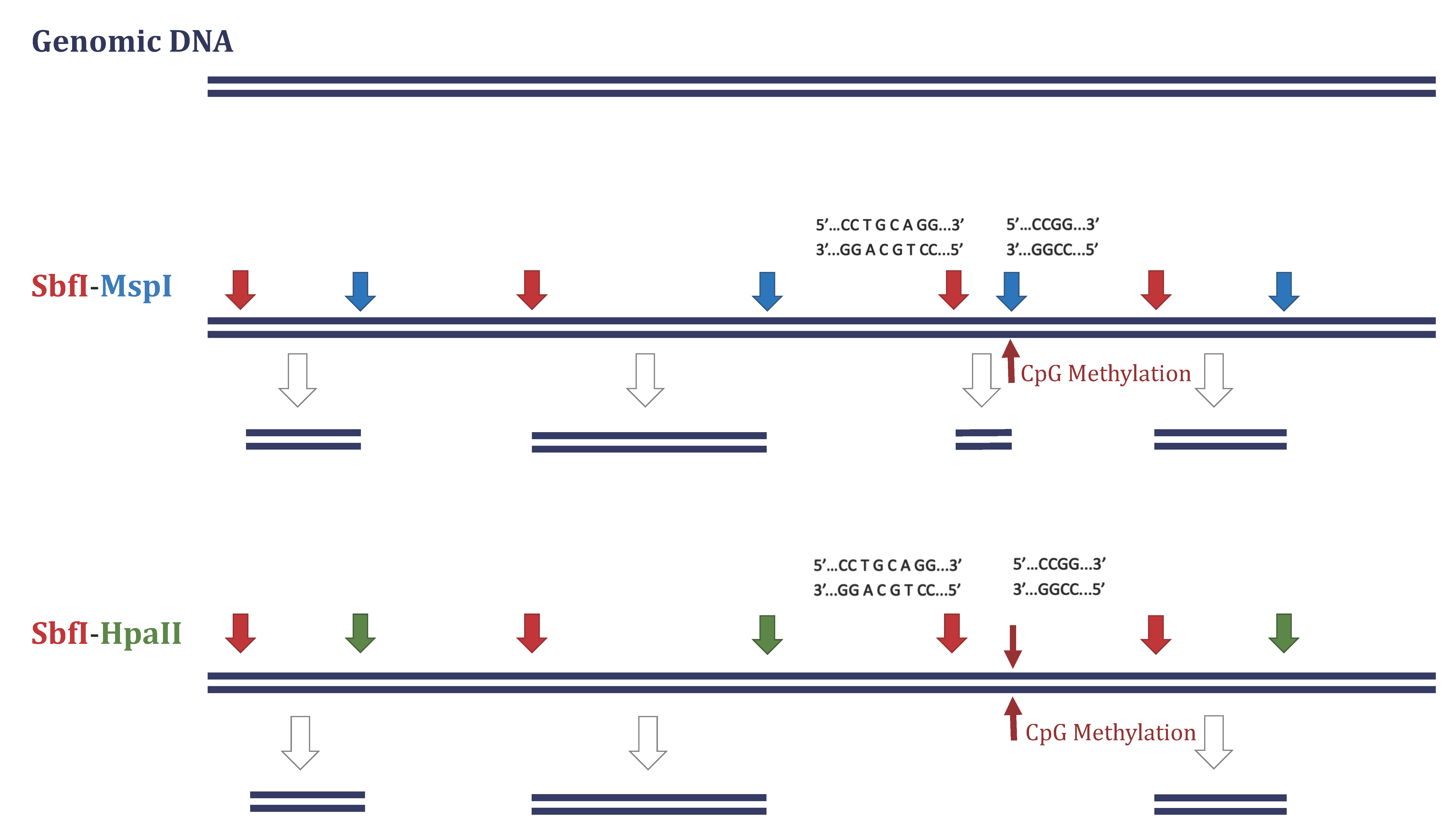 Dna 01 00006 g002