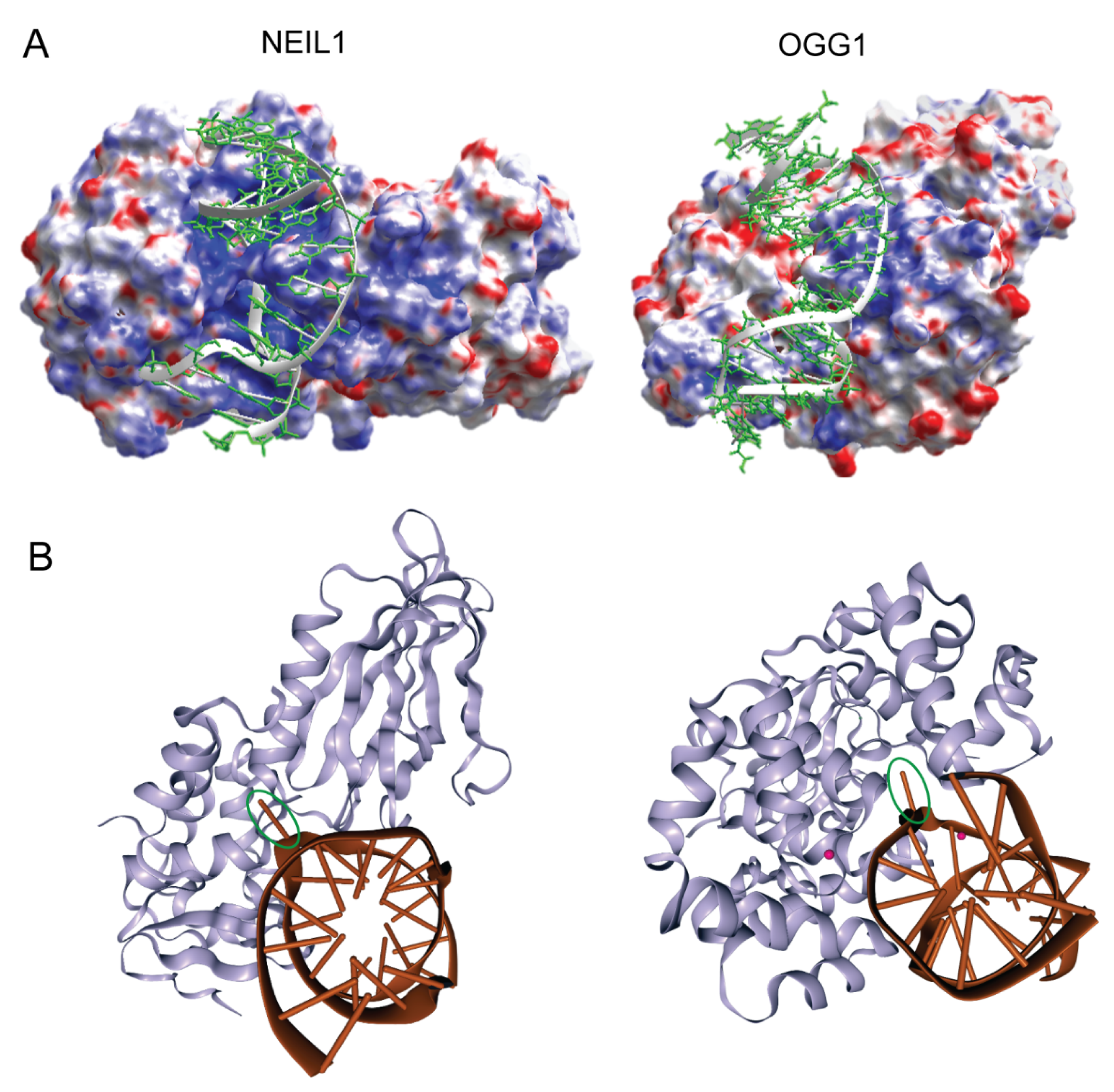 Dna 02 00020 g001