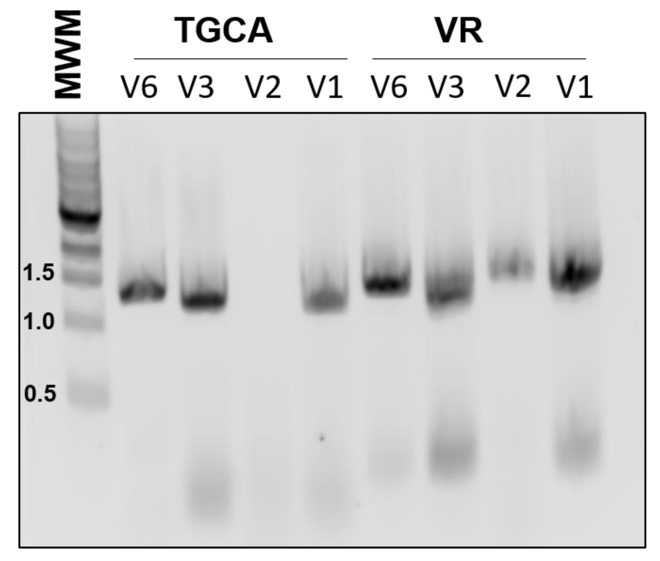 Dna 03 00003 g002 Dna 03 00003 g002