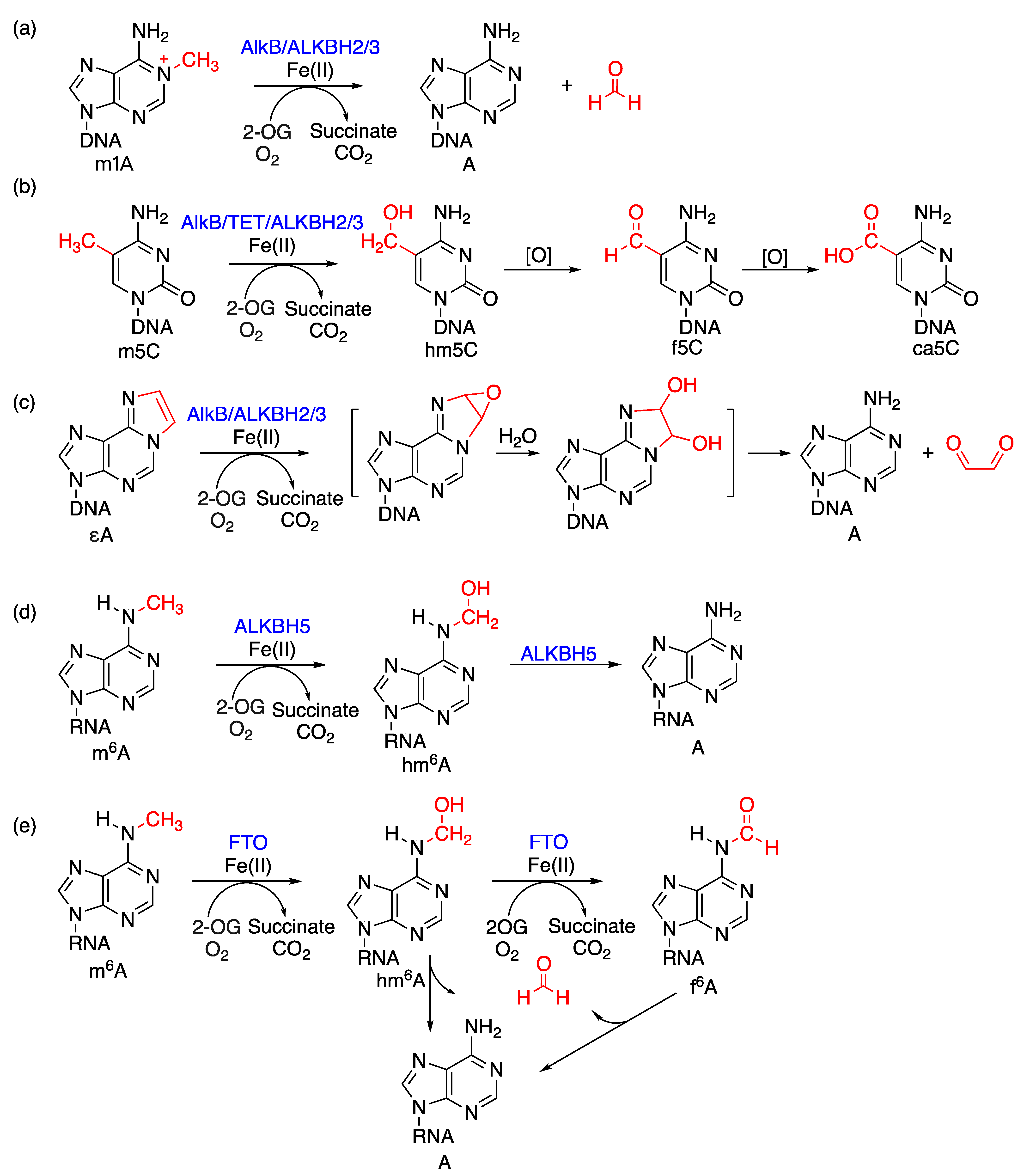Dna 03 00005 g001