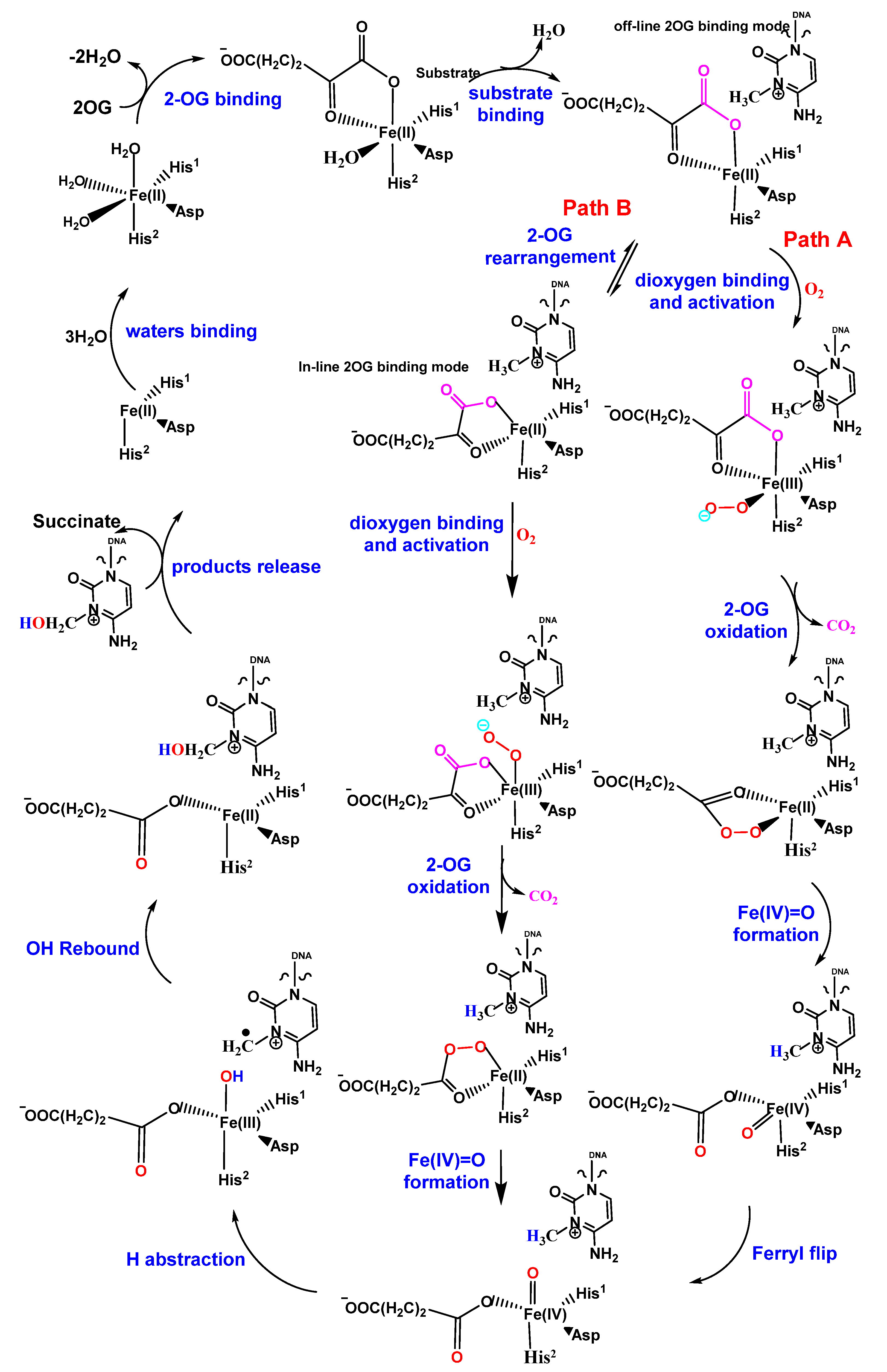 Dna 03 00005 g002