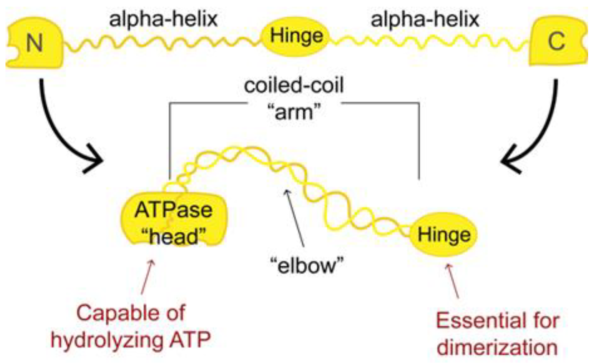 Dna 04 00005 g001 Dna 04 00005 g001