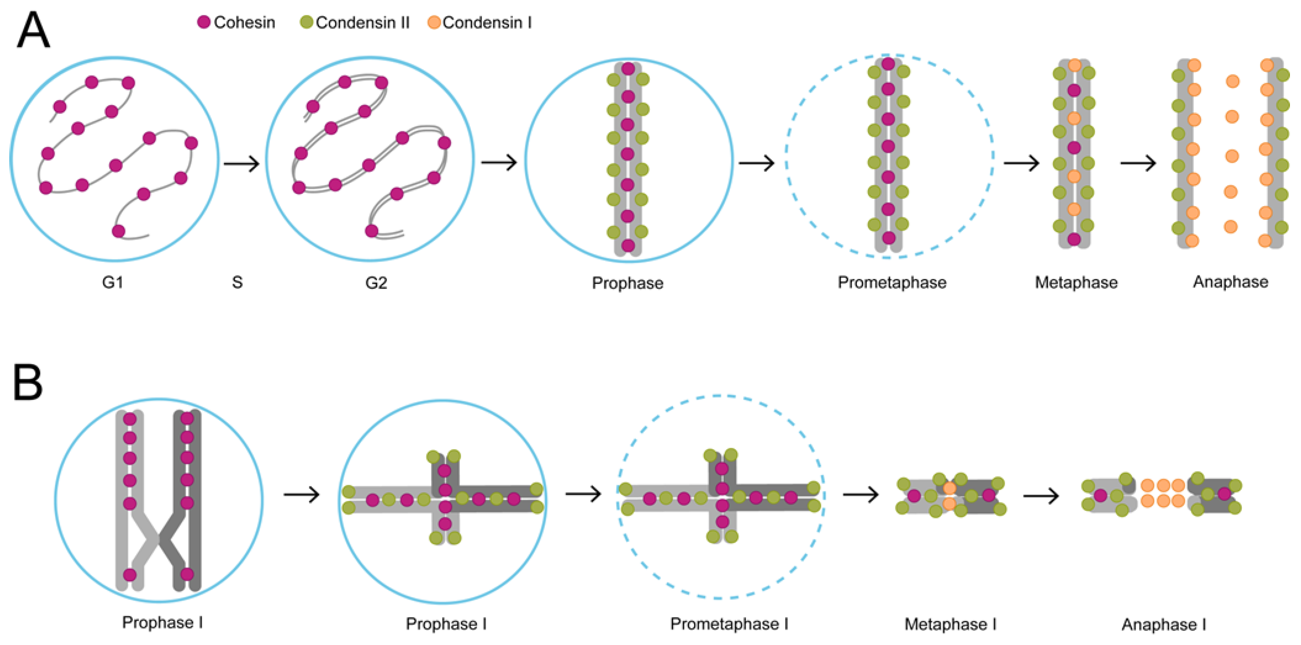 Dna 04 00005 g003 Dna 04 00005 g003