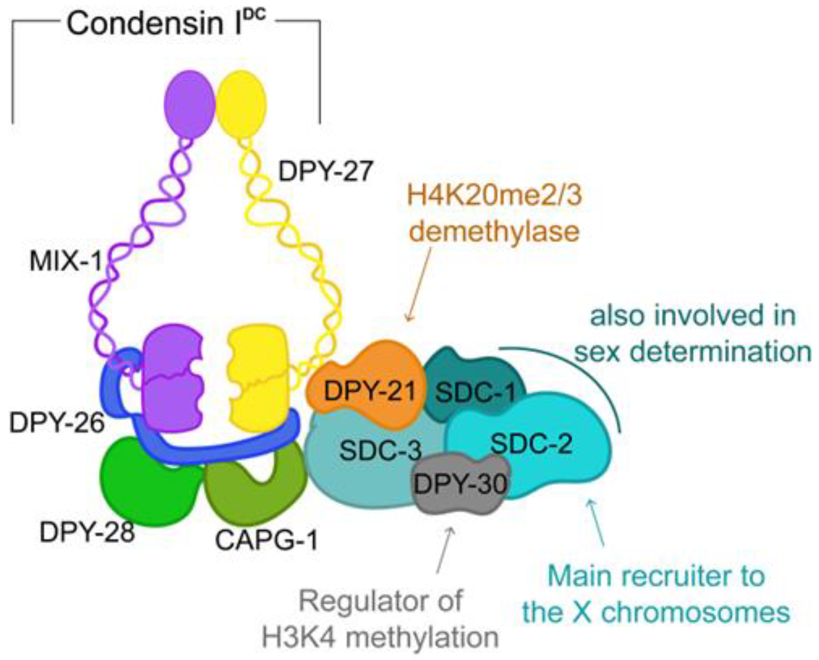 Dna 04 00005 g004 Dna 04 00005 g004
