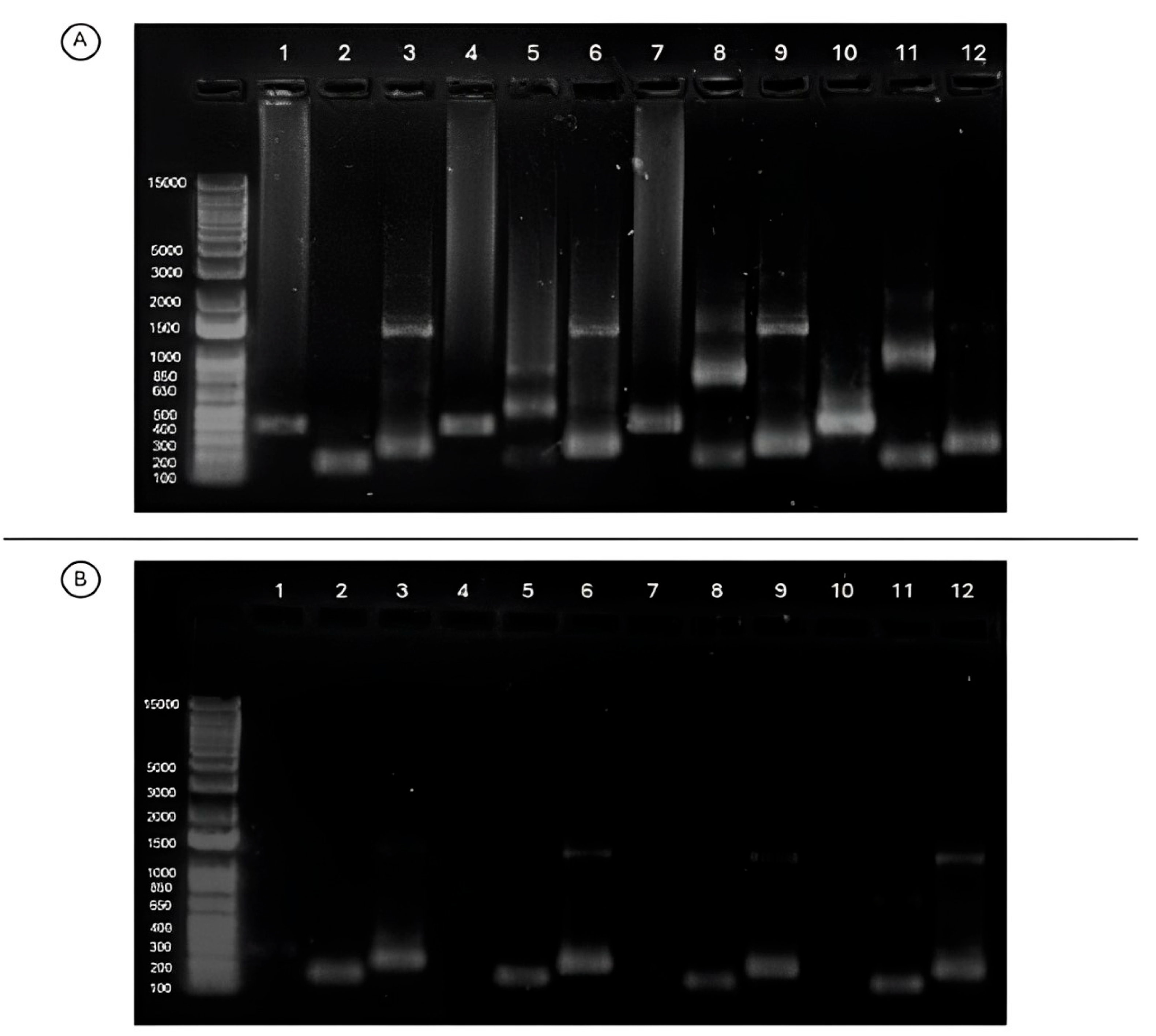 Dna 04 00019 g004 Dna 04 00019 g004