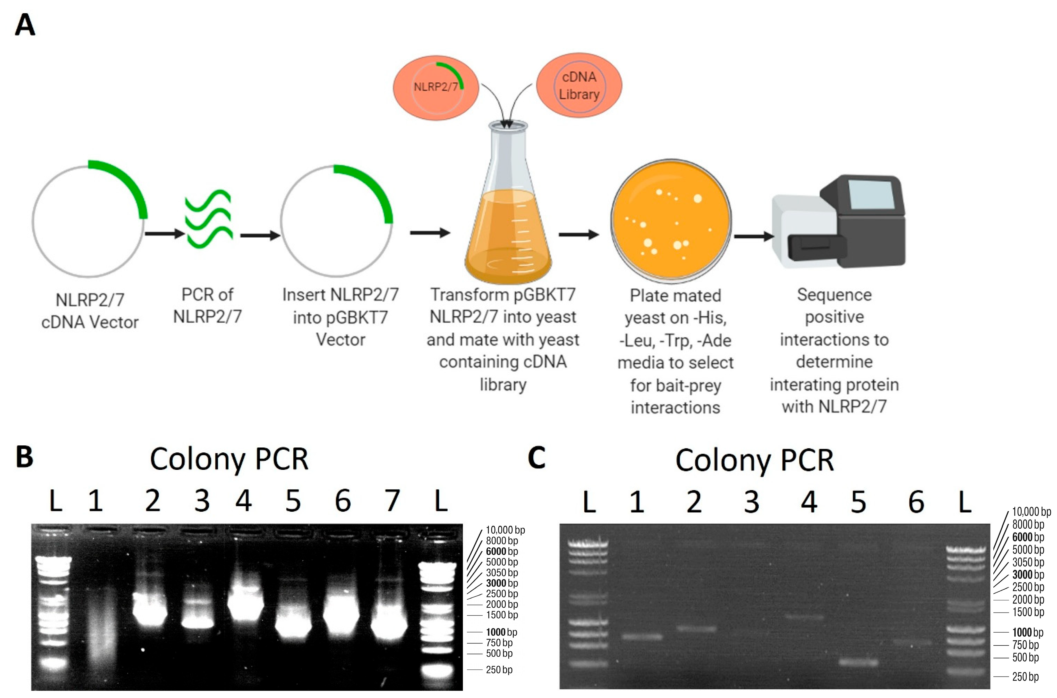Dna 05 00049 g001 Dna 05 00049 g001