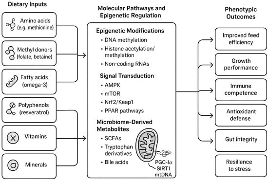 Conceptual overview of the nutrient-gene-phenotype axis in poultry nutrigenomics (Figure created by the BioRender software: https://www.biorender.com; accessed on 13 November 2025).