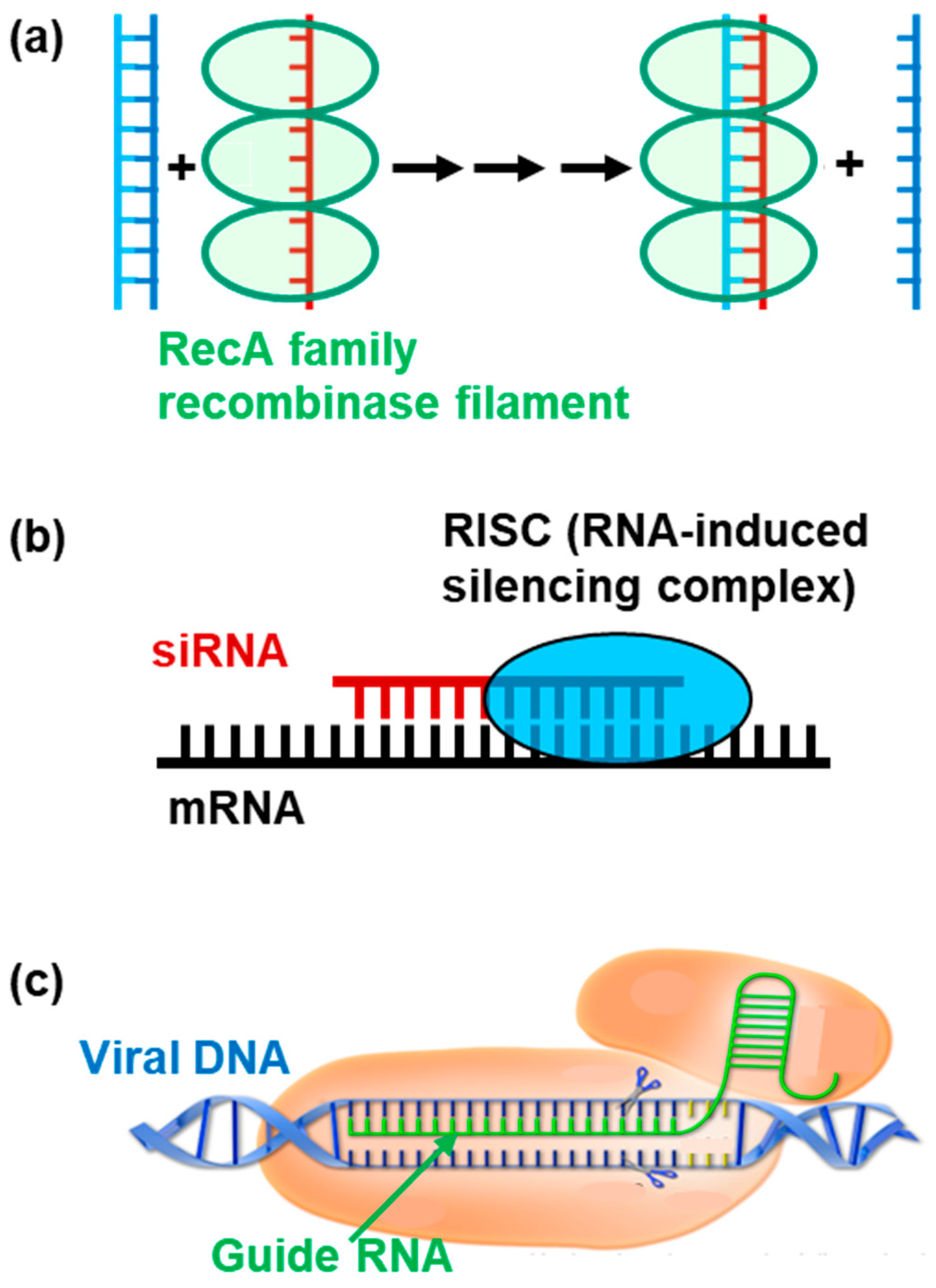 Dna 06 00013 g001 Dna 06 00013 g001