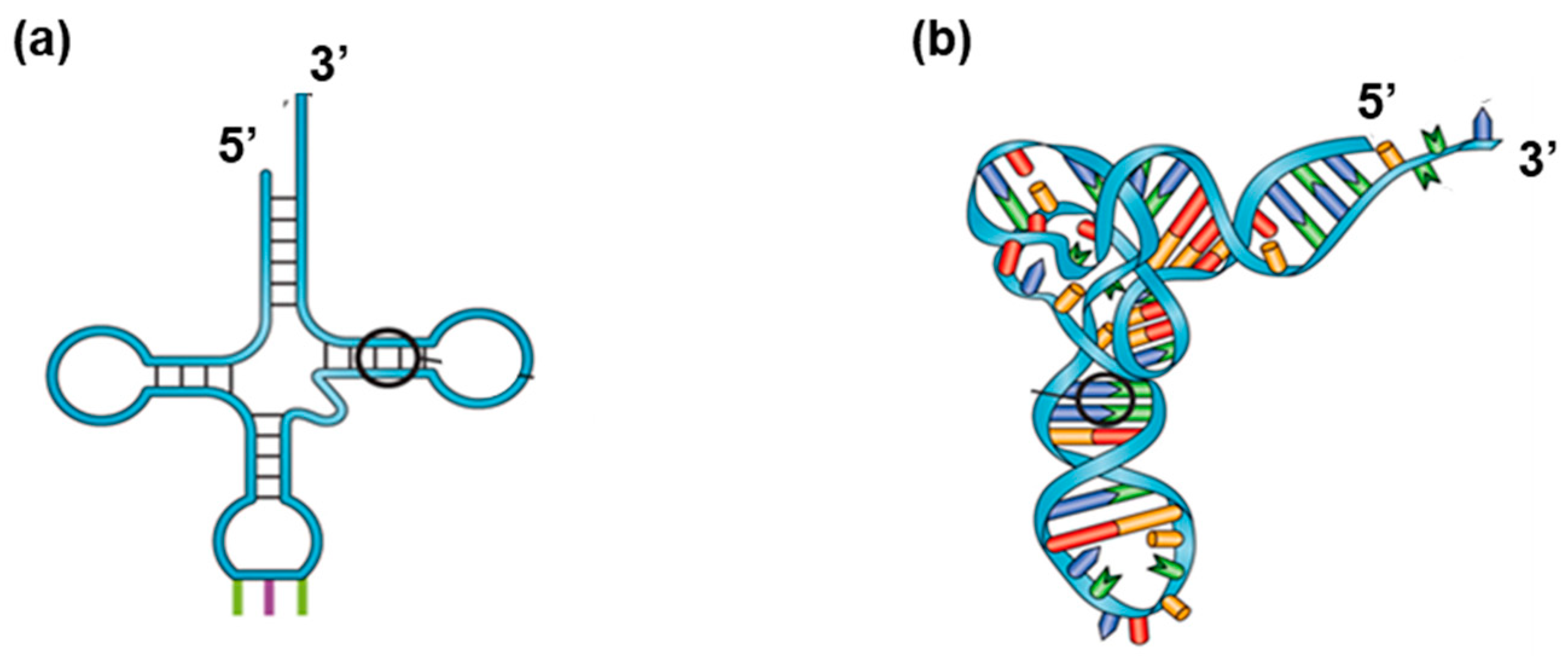 Dna 06 00013 g002 Dna 06 00013 g002