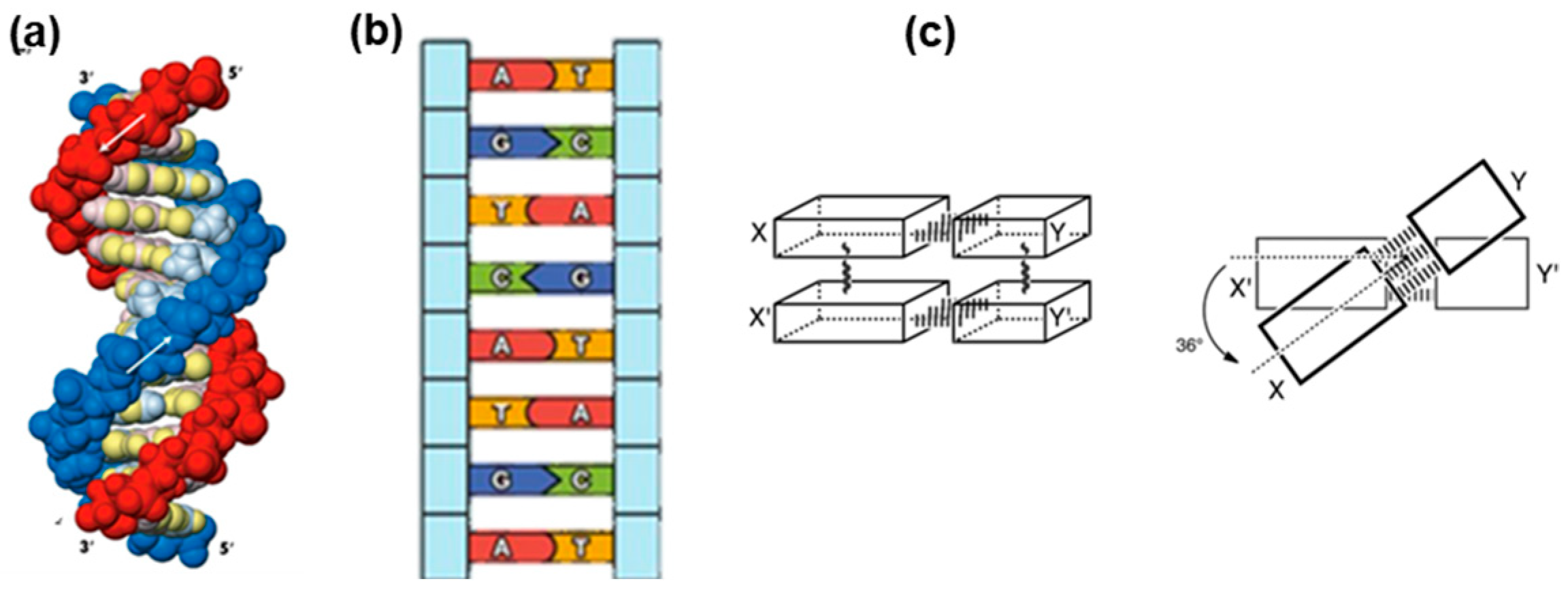 Dna 06 00013 g004 Dna 06 00013 g004