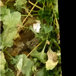 Drones 05 00034 i013 Drones 05 00034 i013