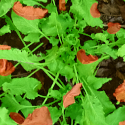 Drones 05 00034 i018 Drones 05 00034 i018