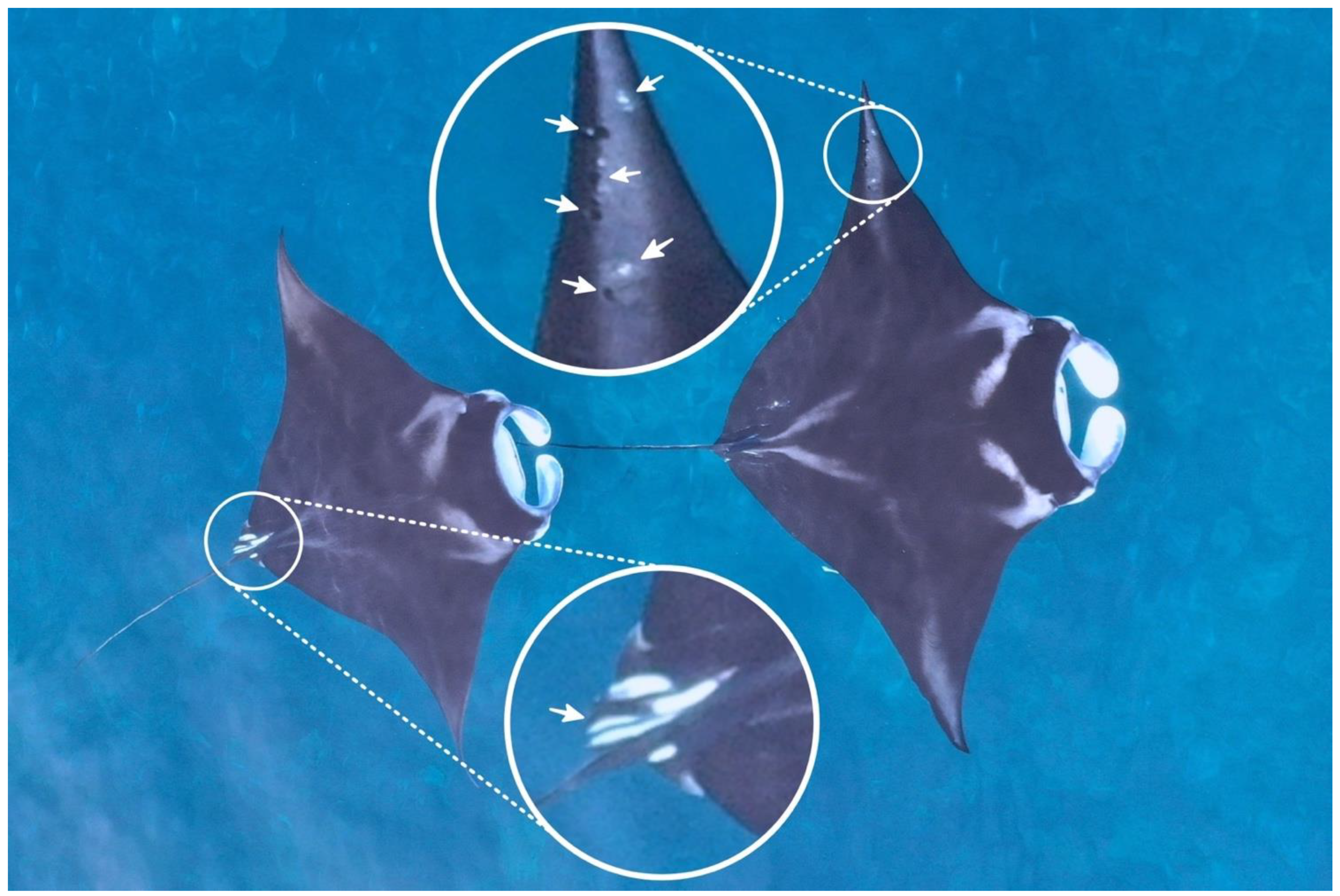 Drones 06 00063 g004