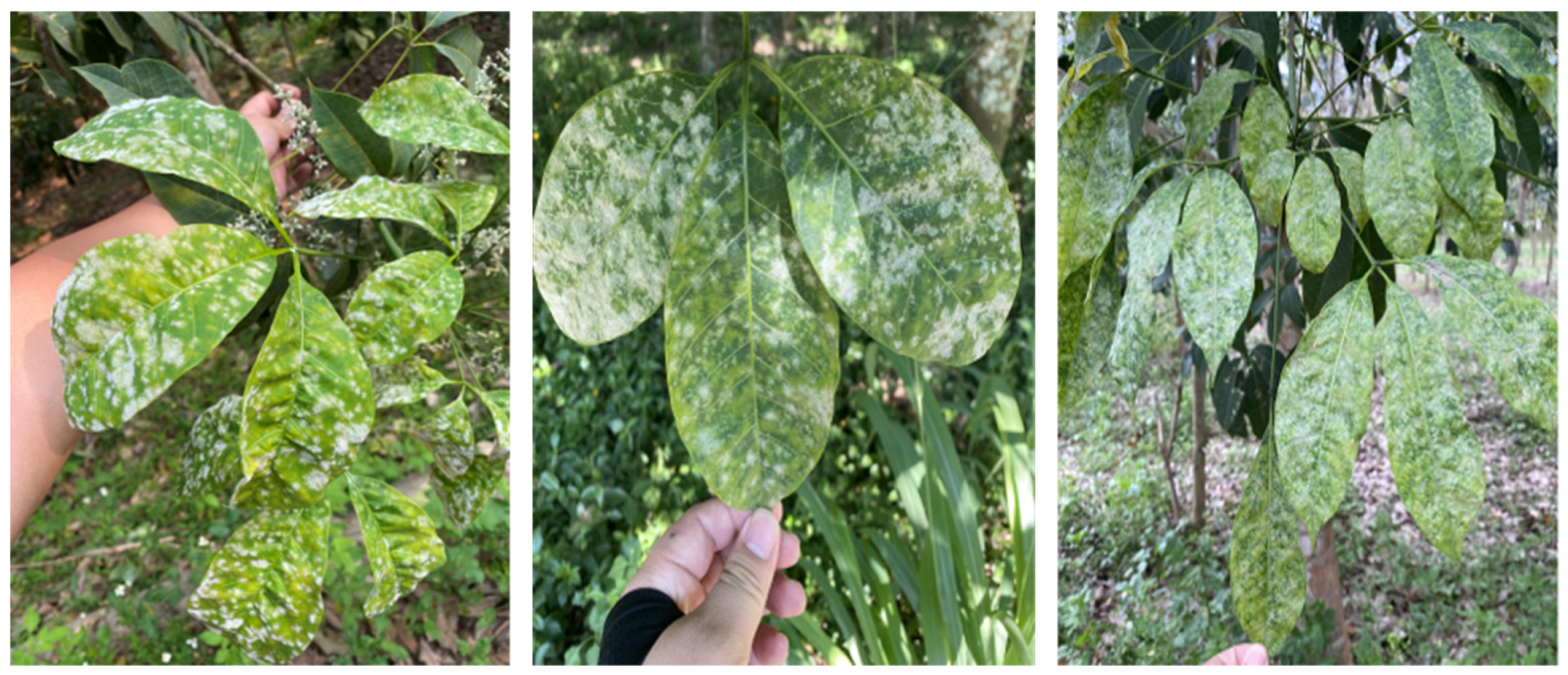 Drones 07 00533 g001