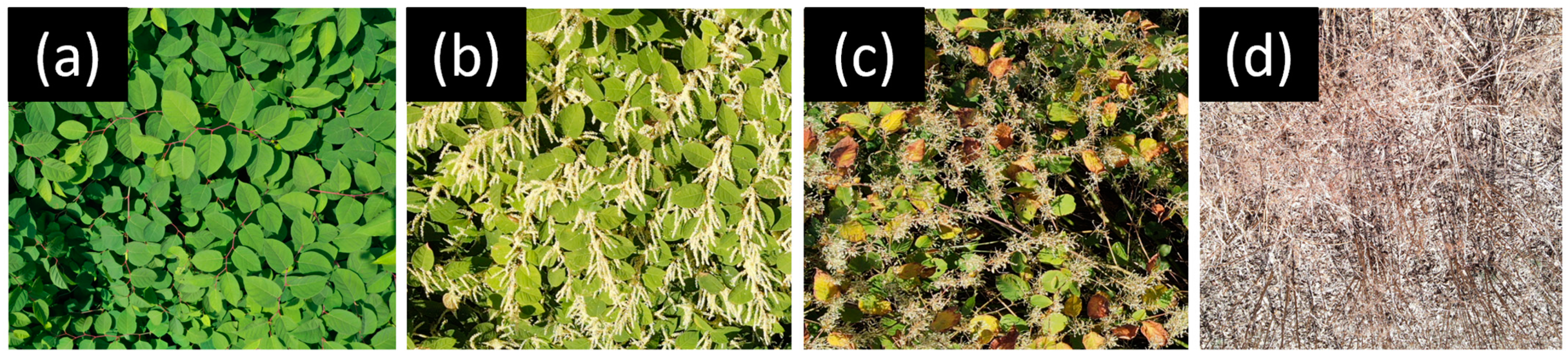 Drones 08 00293 g002