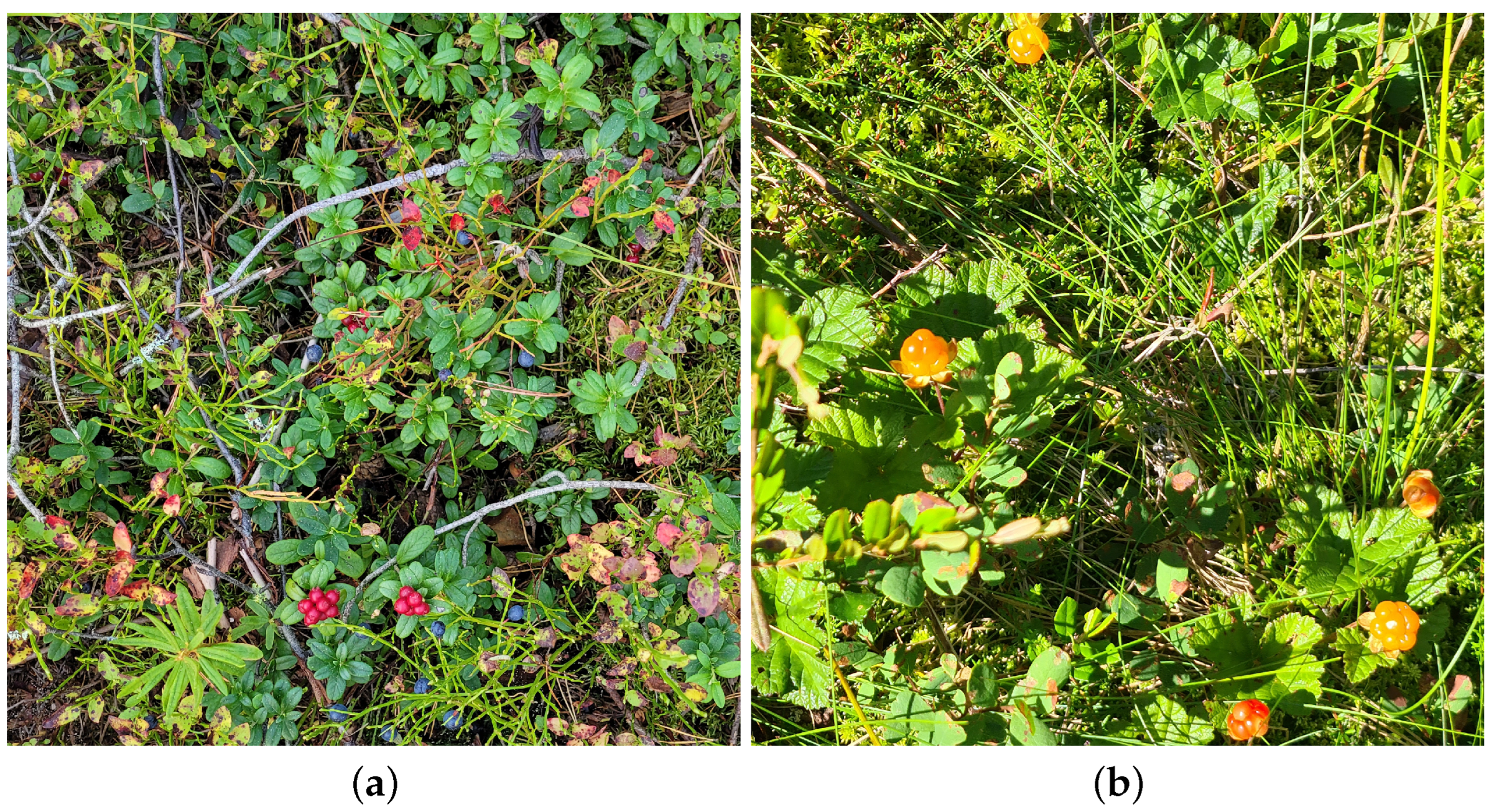 Drones 08 00577 g001